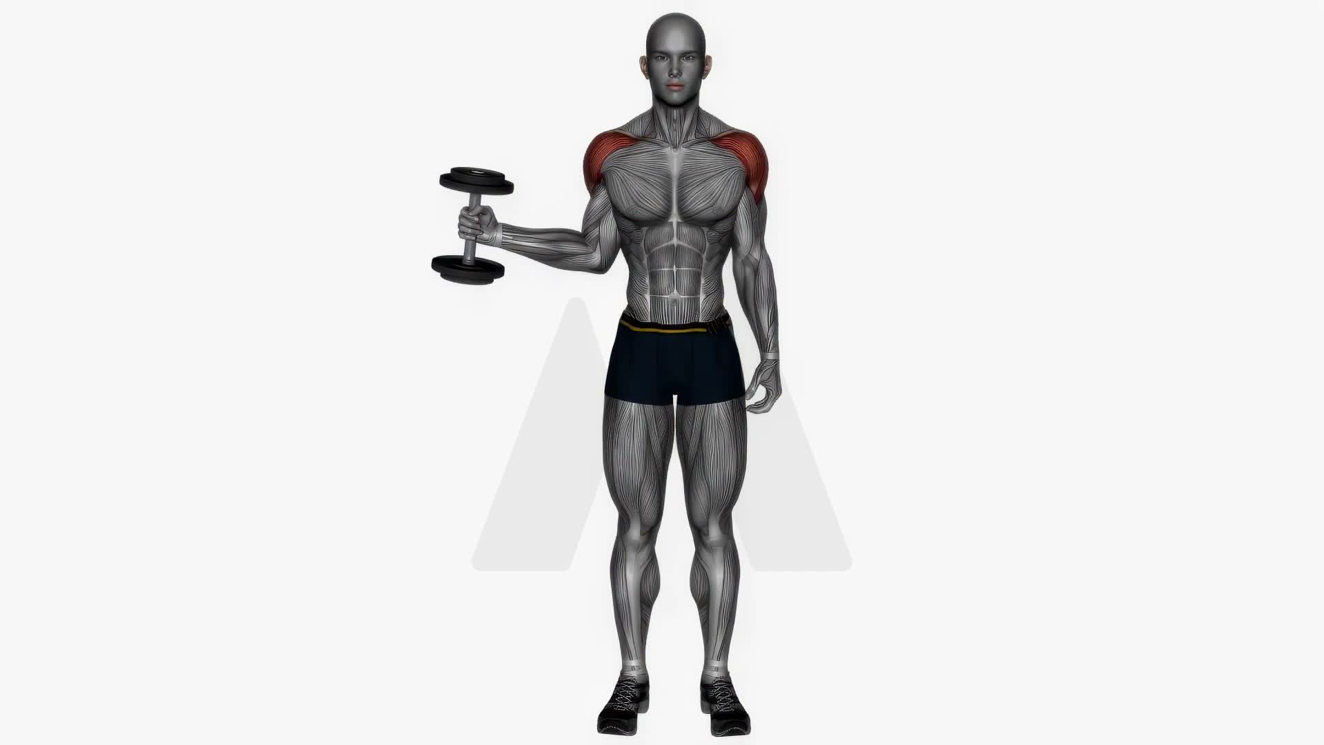 Dumbbell External Rotatio exercise demonstration