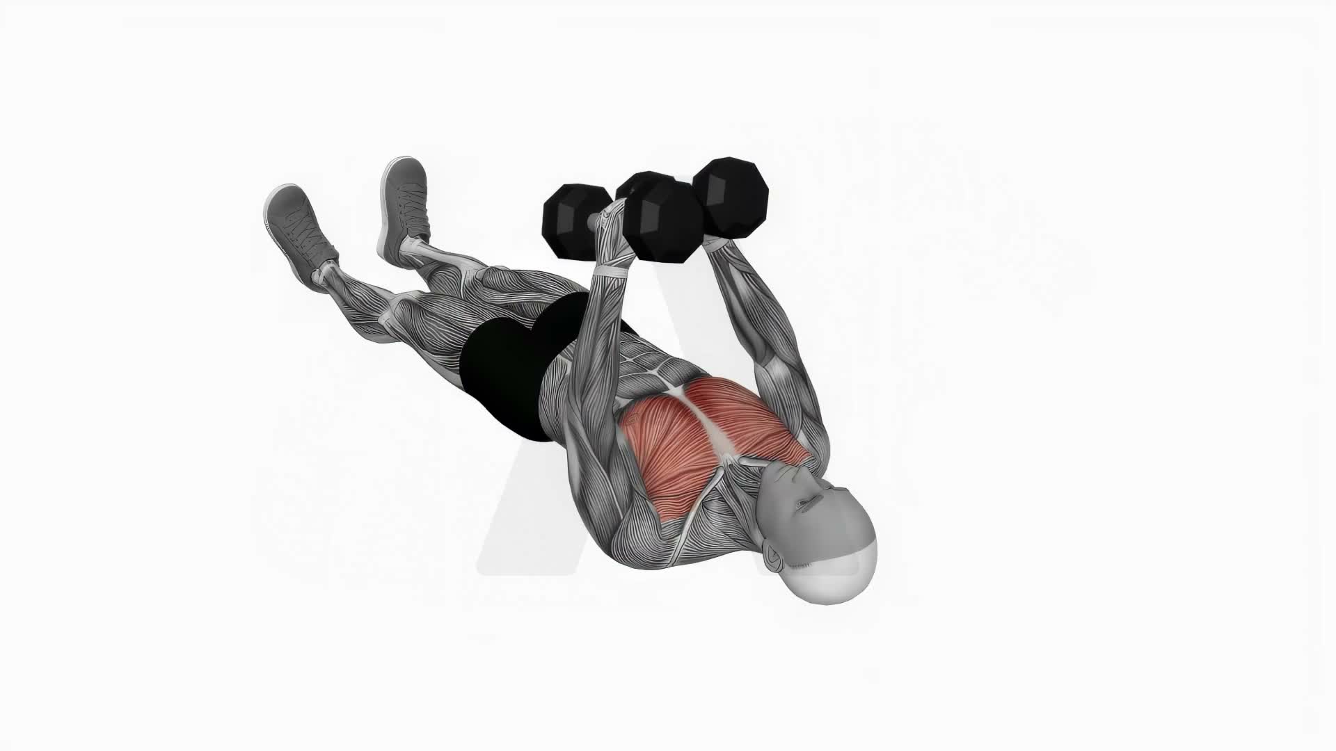 Dumbbell Floor Fly exercise demonstration