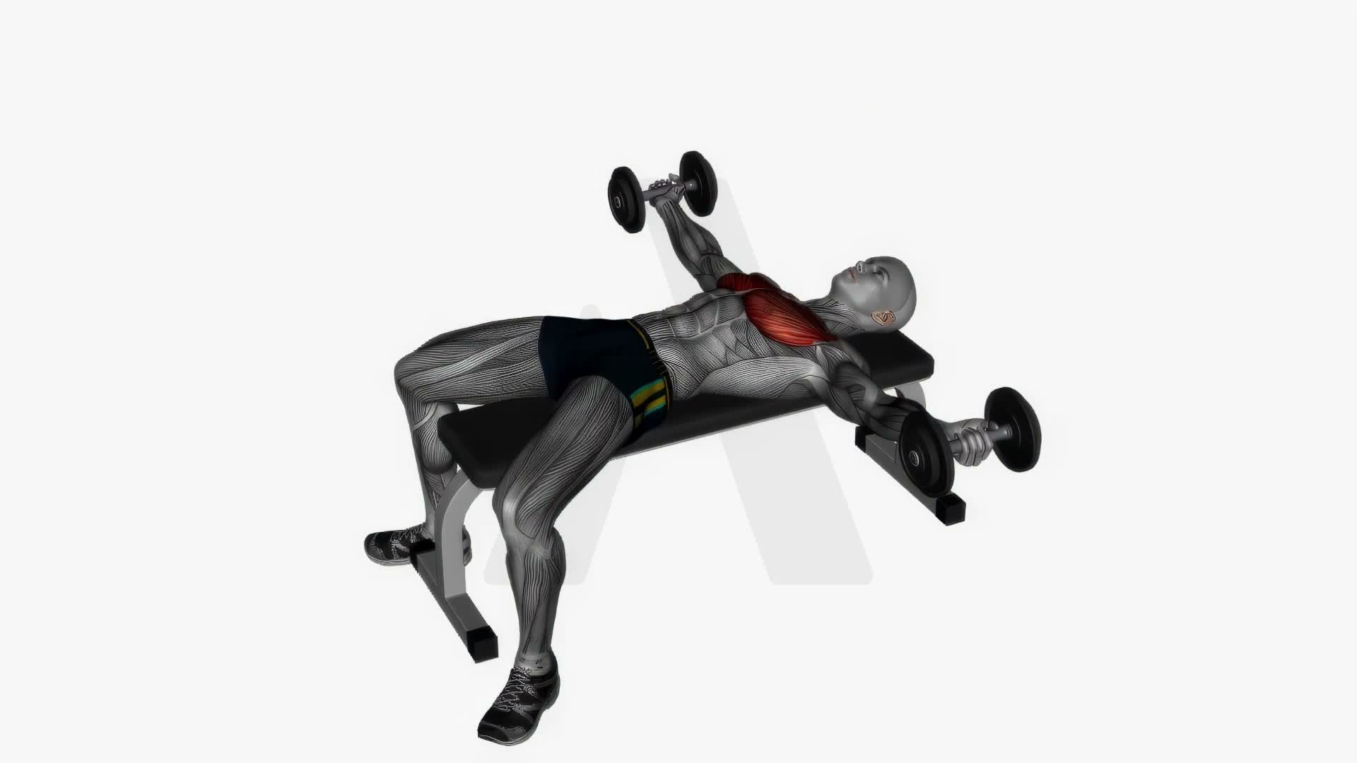Dumbbell Fly exercise demonstration
