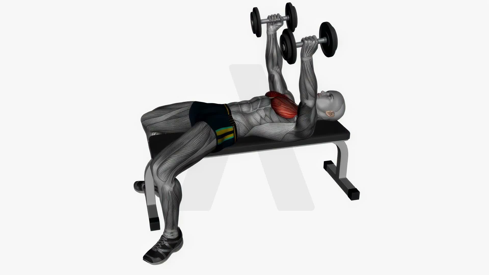 Dumbbell Fly Flat Bench Slow exercise demonstration