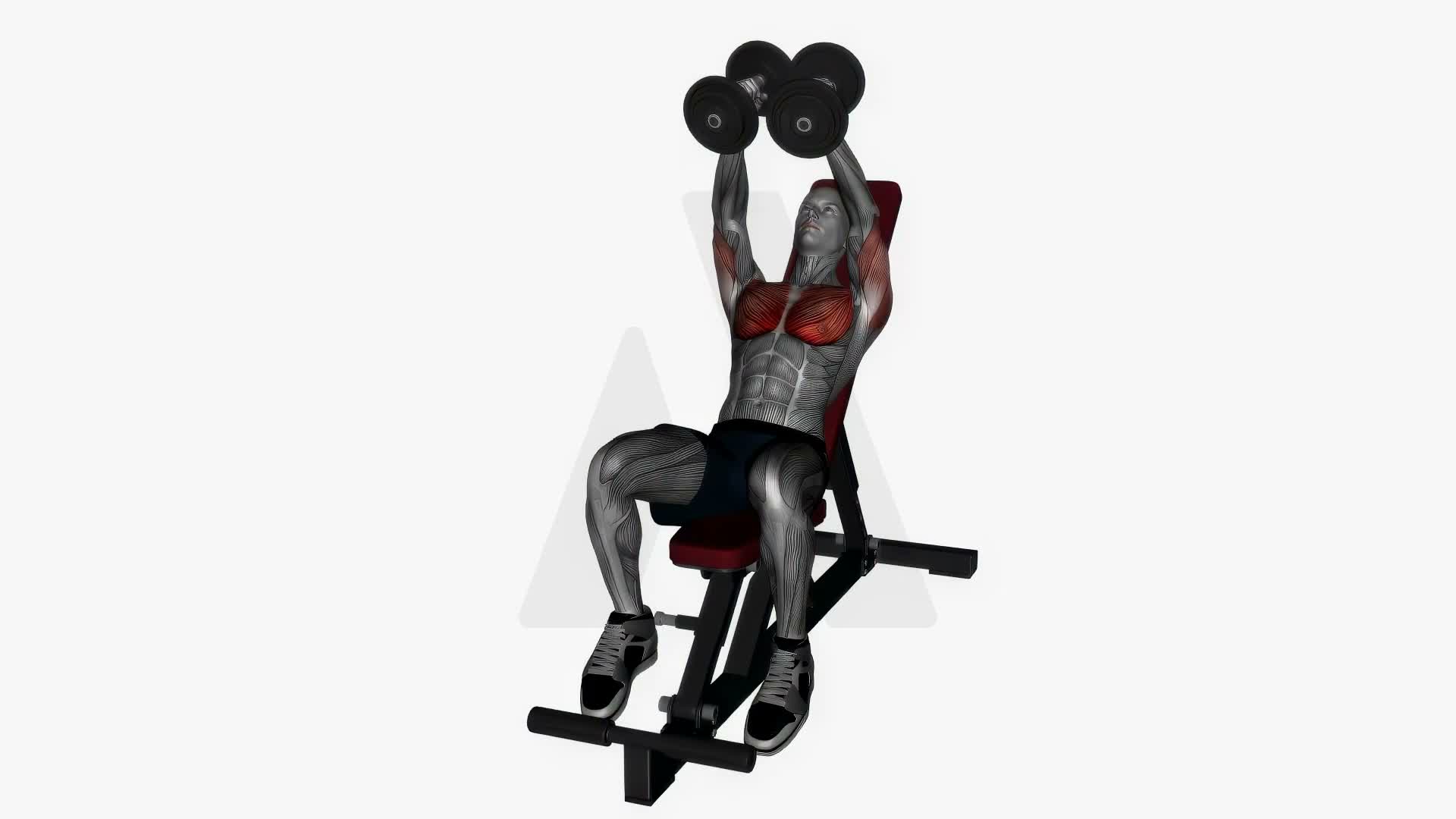 Dumbbell Fly Incline Bench exercise demonstration