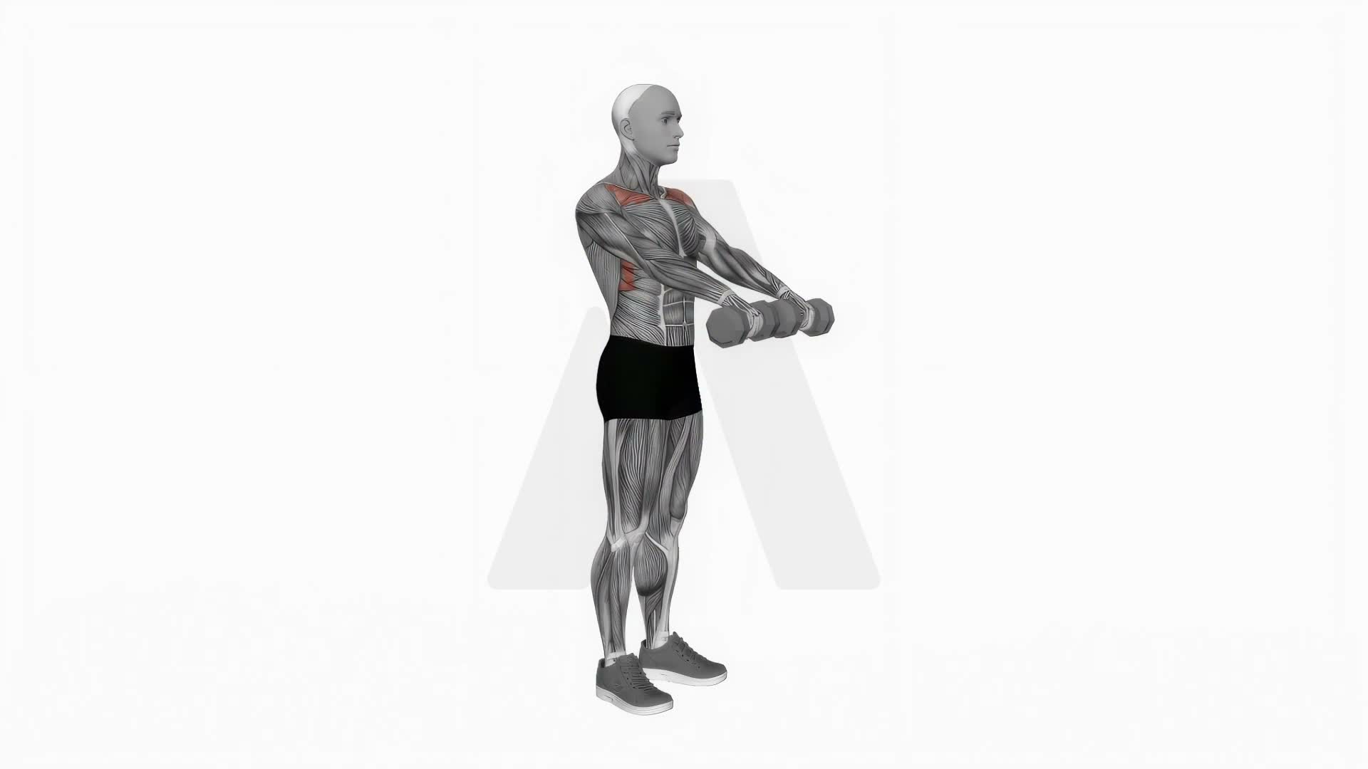 Dumbbell Front Raise exercise demonstration