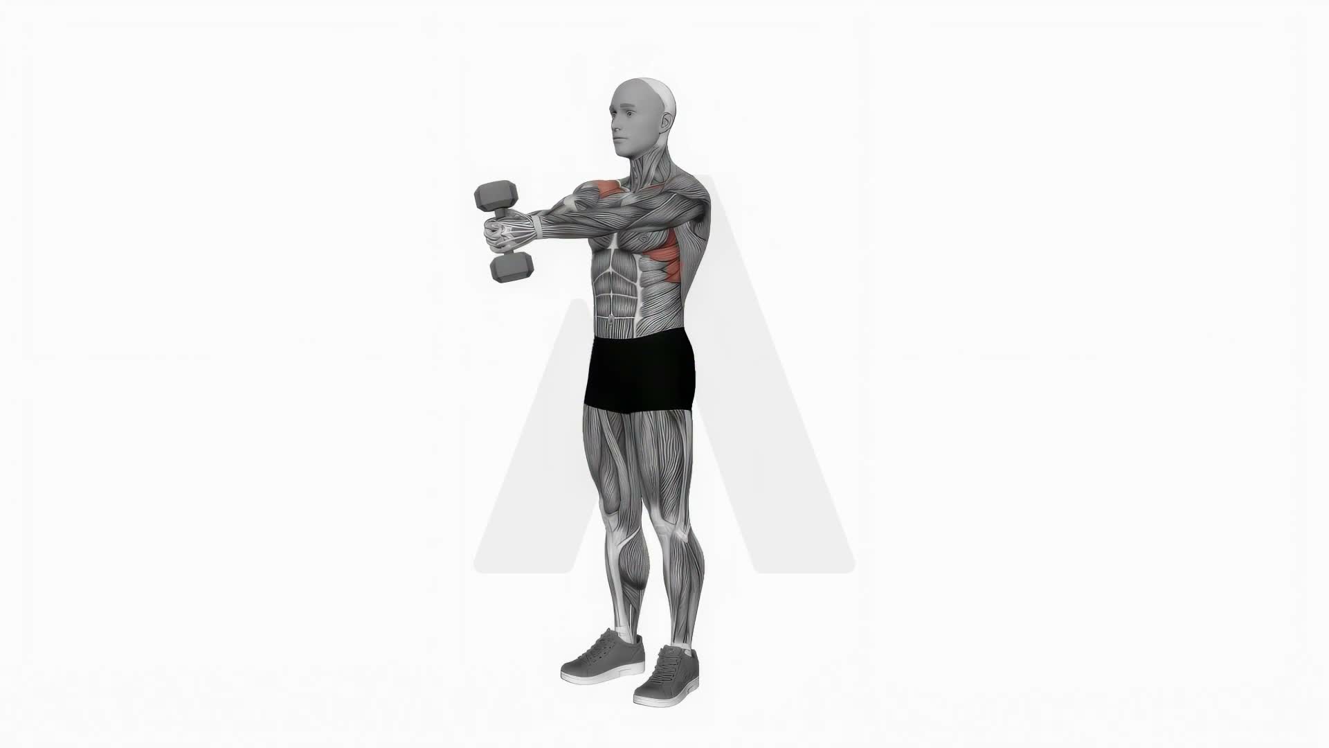 Dumbbell Front Raise (Version 2) exercise demonstration