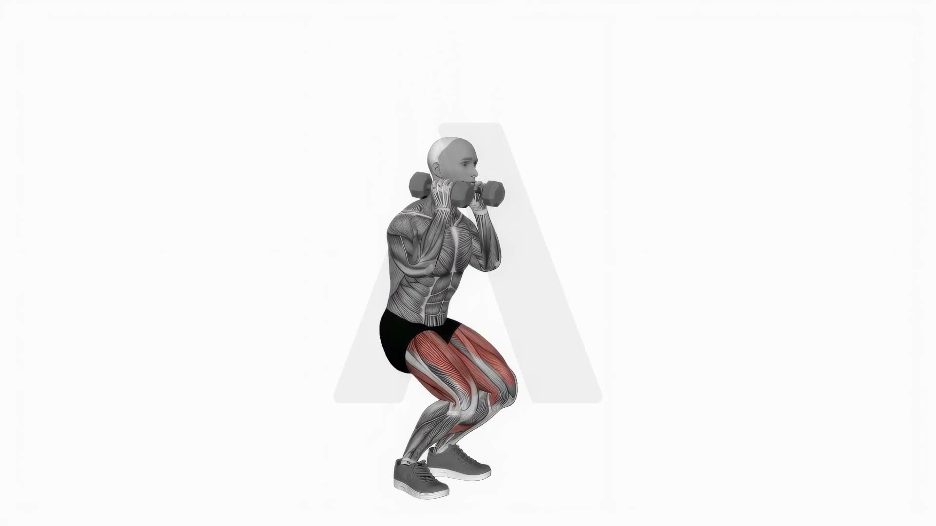 Dumbbell Front Squat exercise demonstration