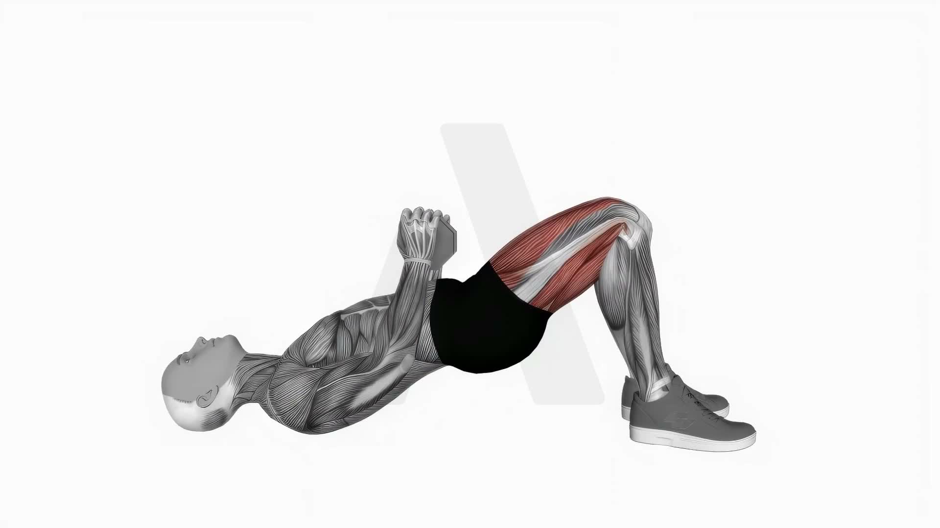 Dumbbell Glute Bridge exercise demonstration