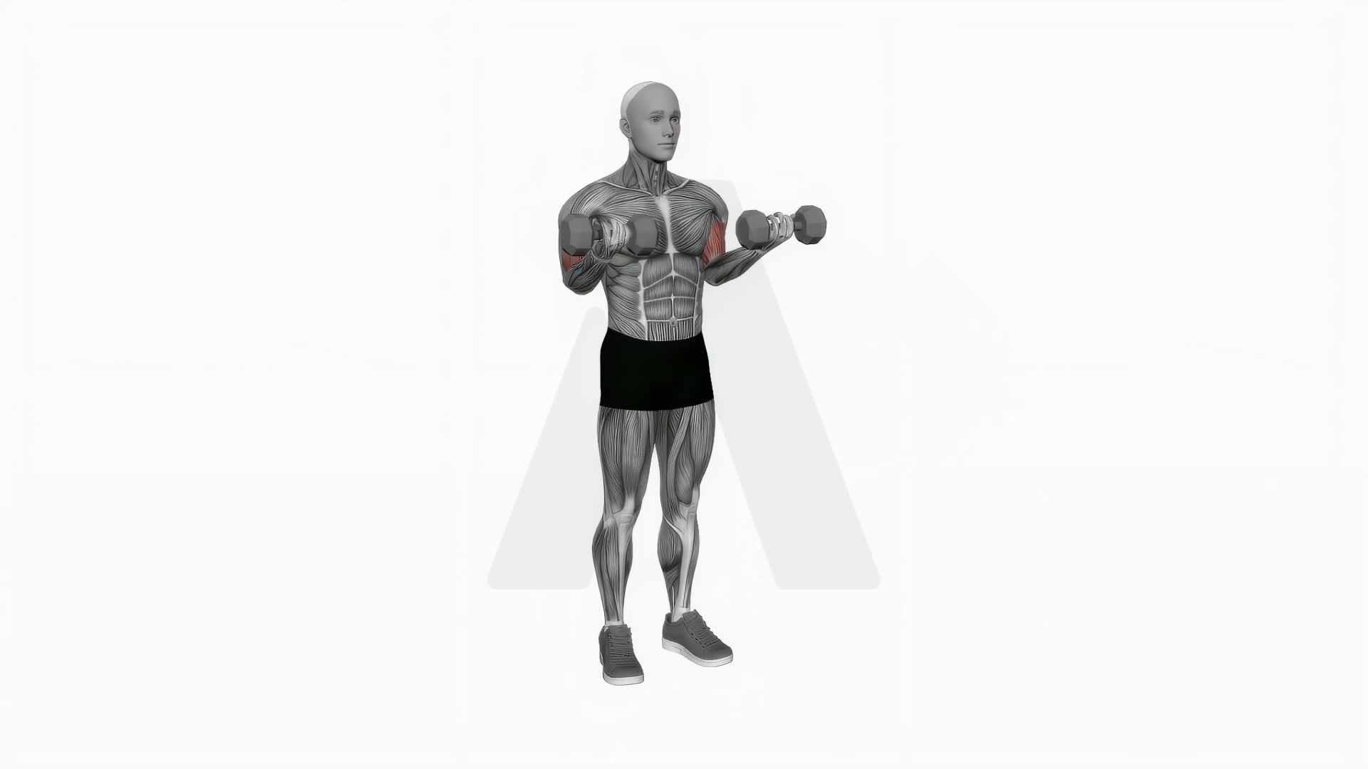 Dumbbell Half Biceps Curl For 21S exercise demonstration