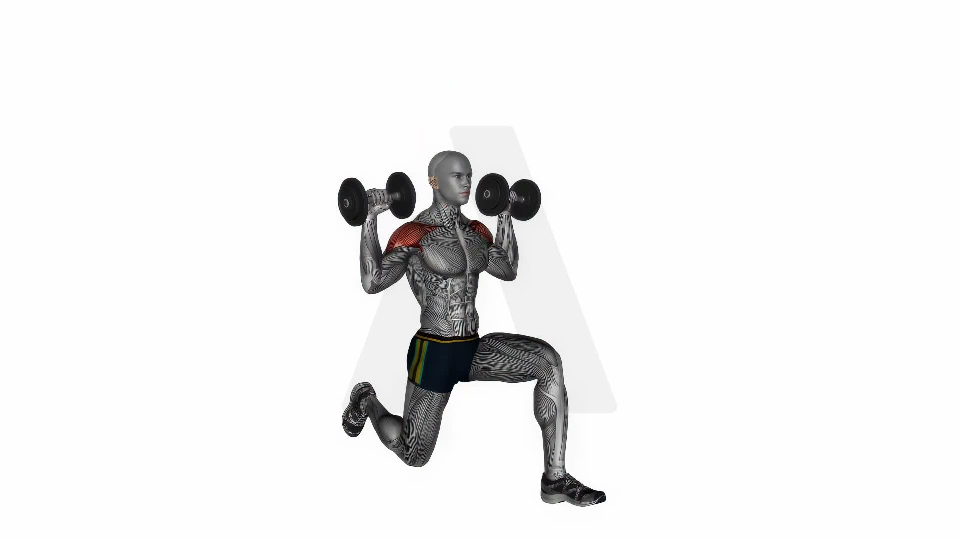 Dumbbell Half Kneeling Military Press exercise demonstration