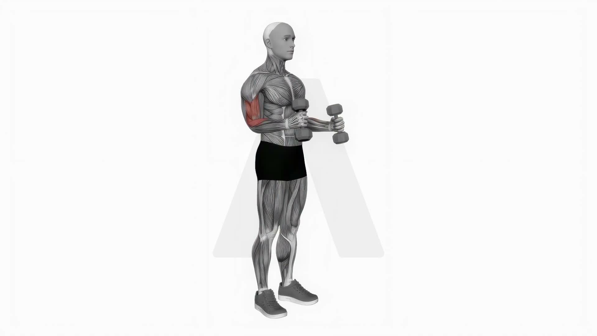 Dumbbell Hammer Curl Simultaneous Arms exercise demonstration