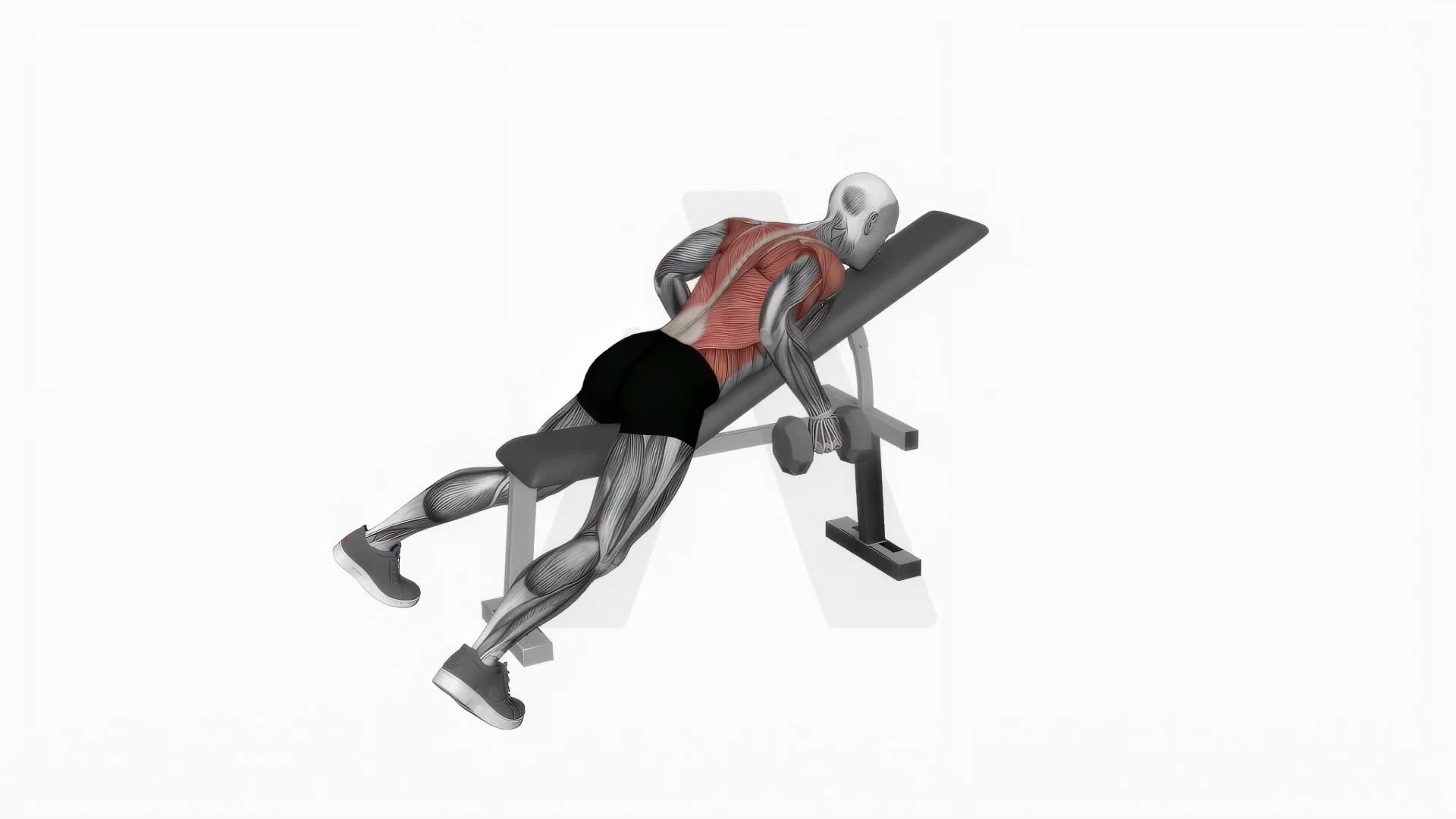 Dumbbell Hammer Grip Incline Bench Two Arm Row exercise demonstration
