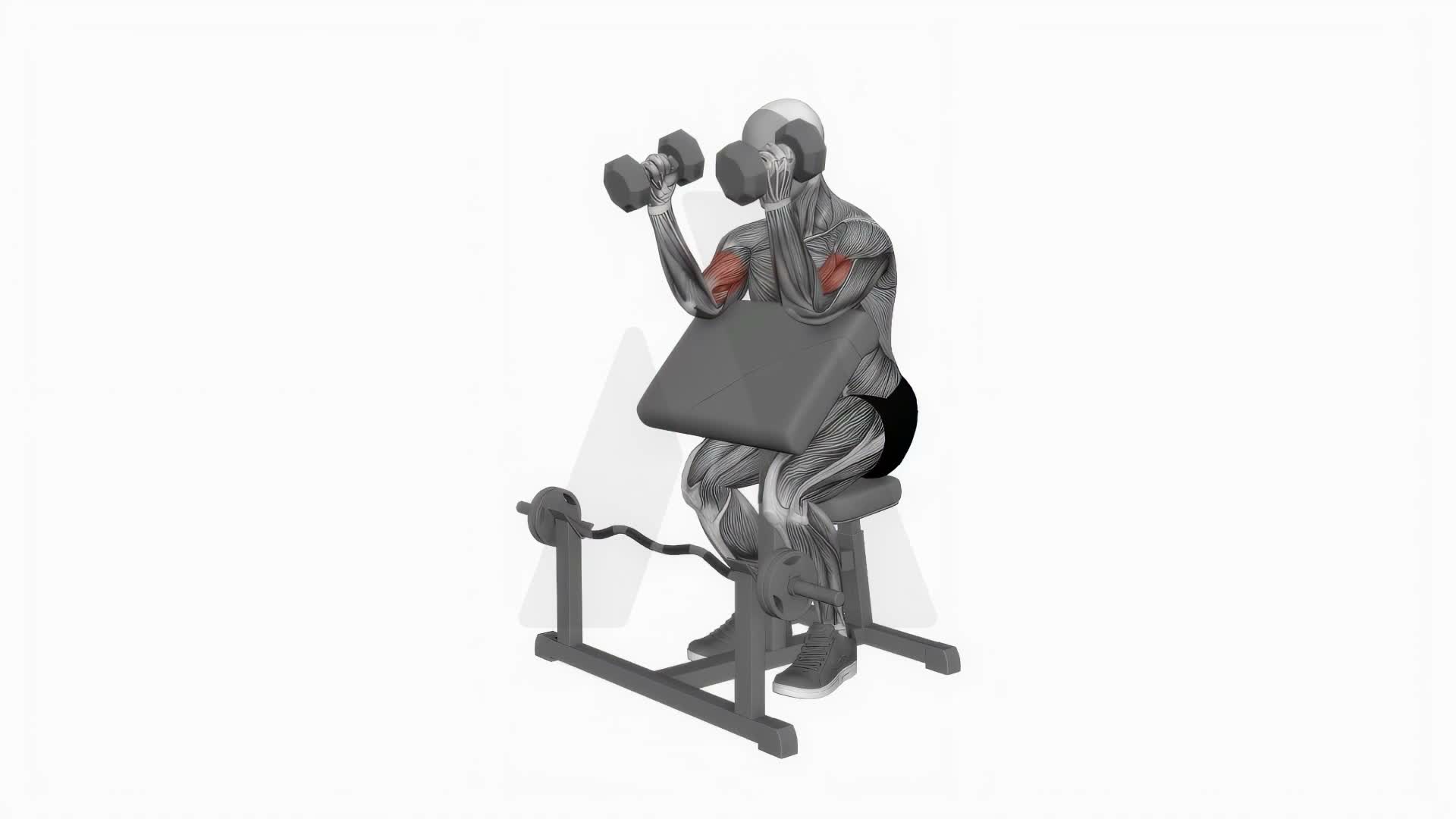 Dumbbell Hammer Preacher Curl Simultaneous Arms exercise demonstration