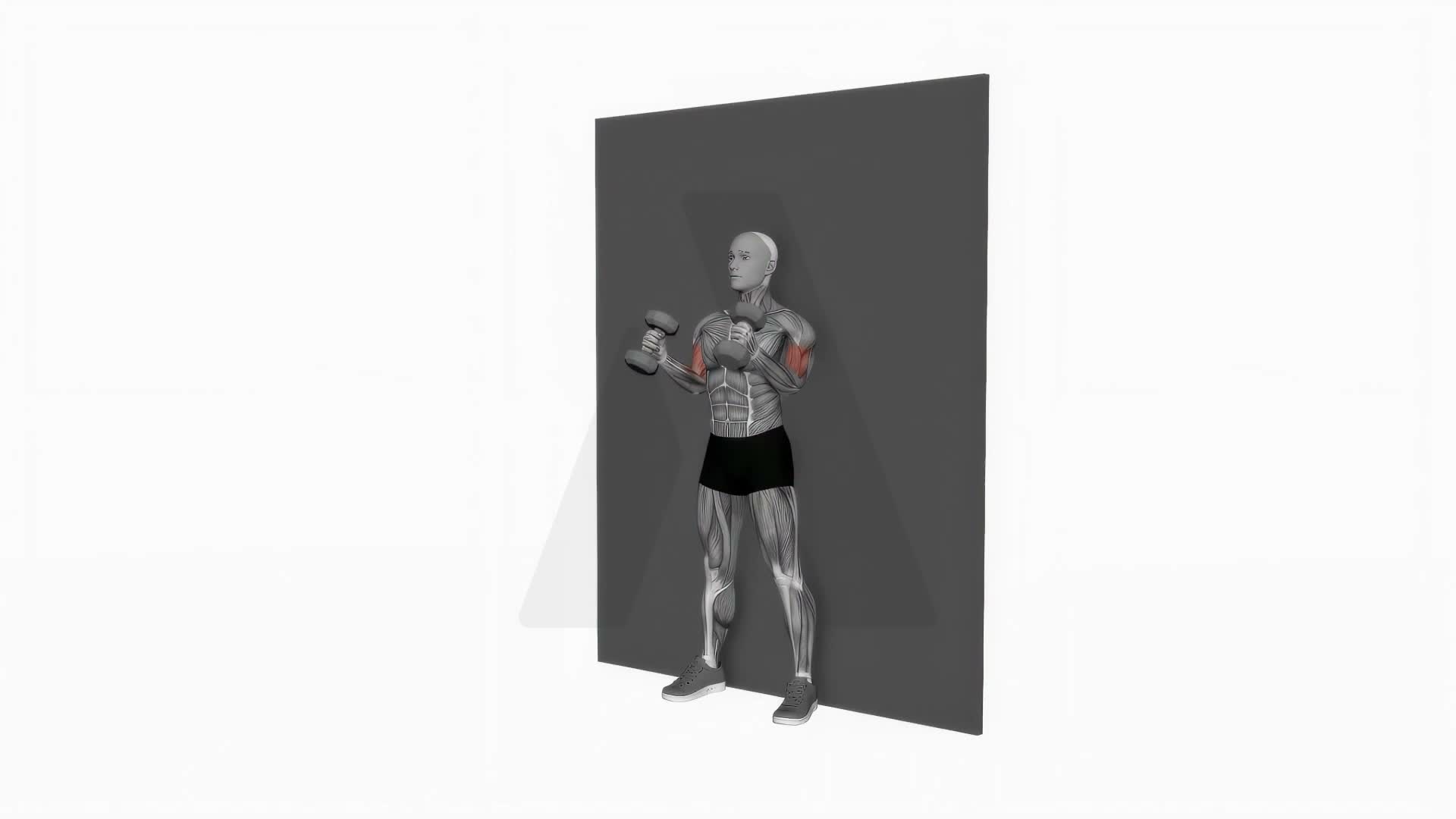 Dumbbell Hammer Strict Curl exercise demonstration