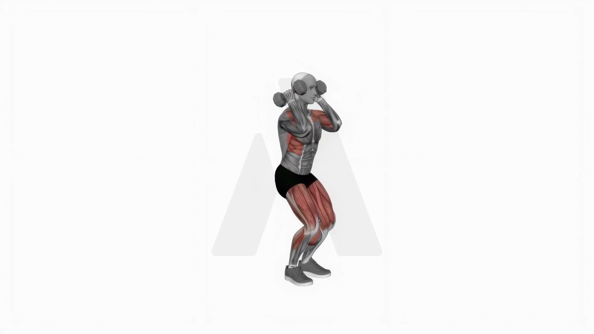 Dumbbell Hang Power Clean exercise demonstration