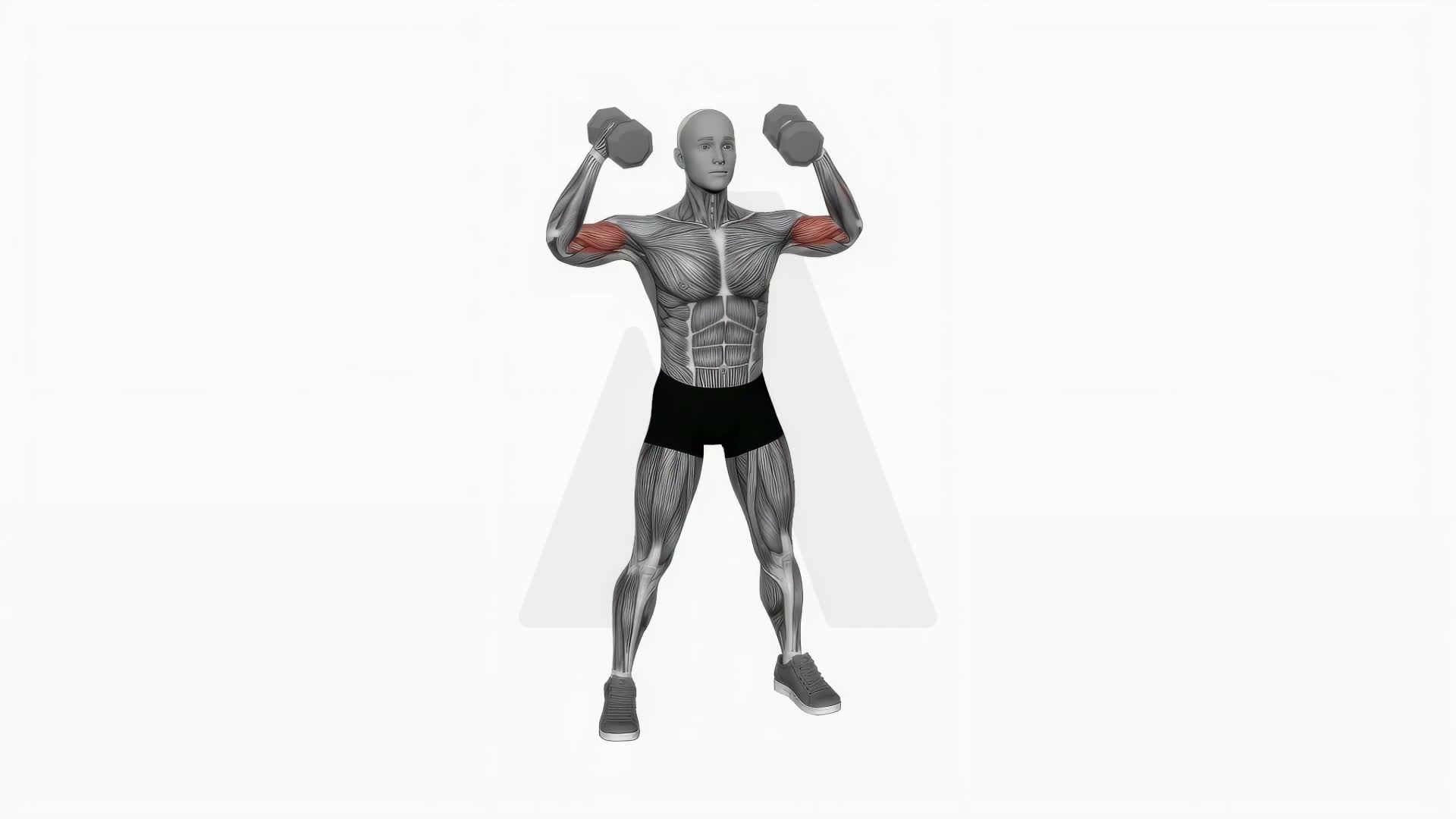 Dumbbell High Curl exercise demonstration