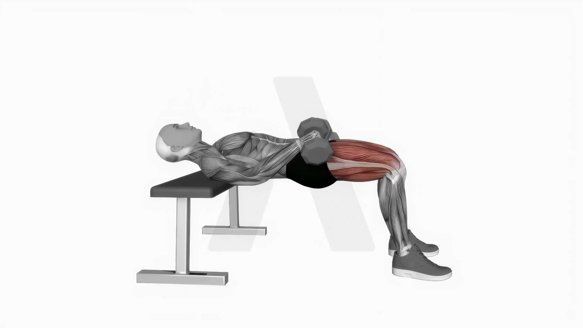 Dumbbell Hip Thrust exercise demonstration