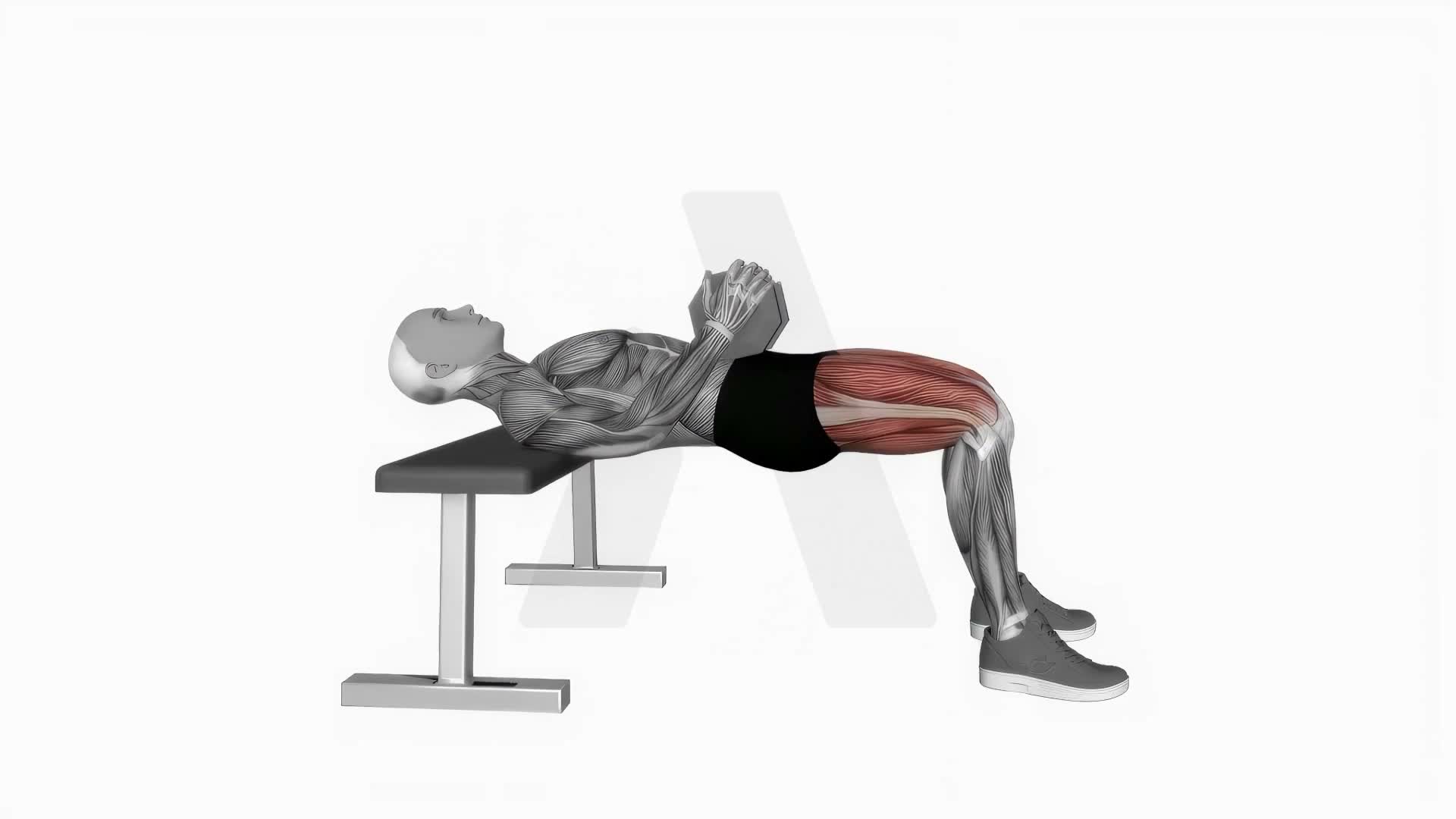 Dumbbell Hip Thrust (Version 2) exercise demonstration