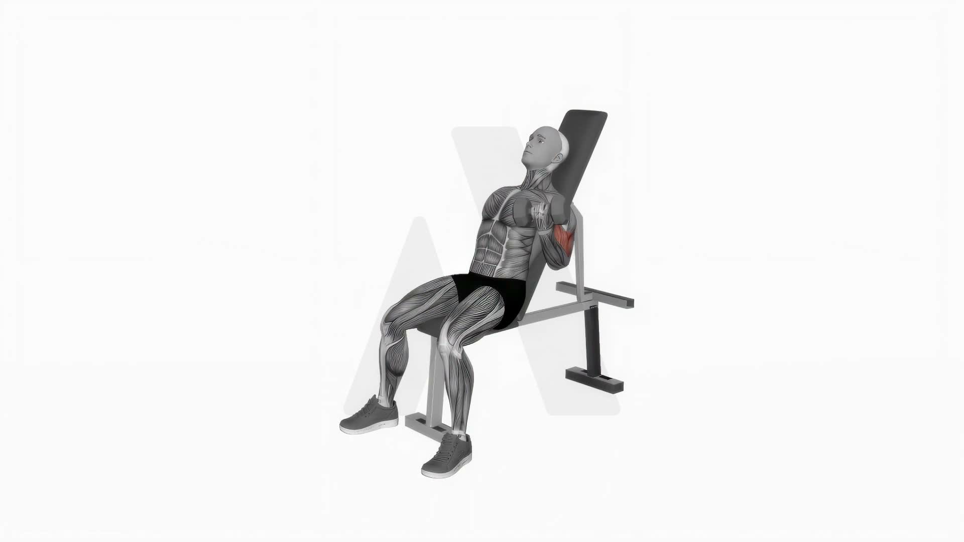 Dumbbell Incline Alternate Bicep Curl exercise demonstration