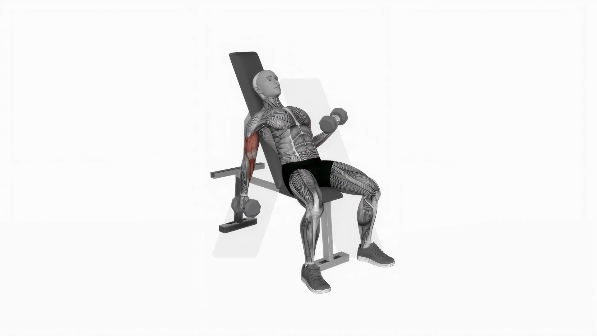 Dumbbell Incline Alternate Curl exercise demonstration