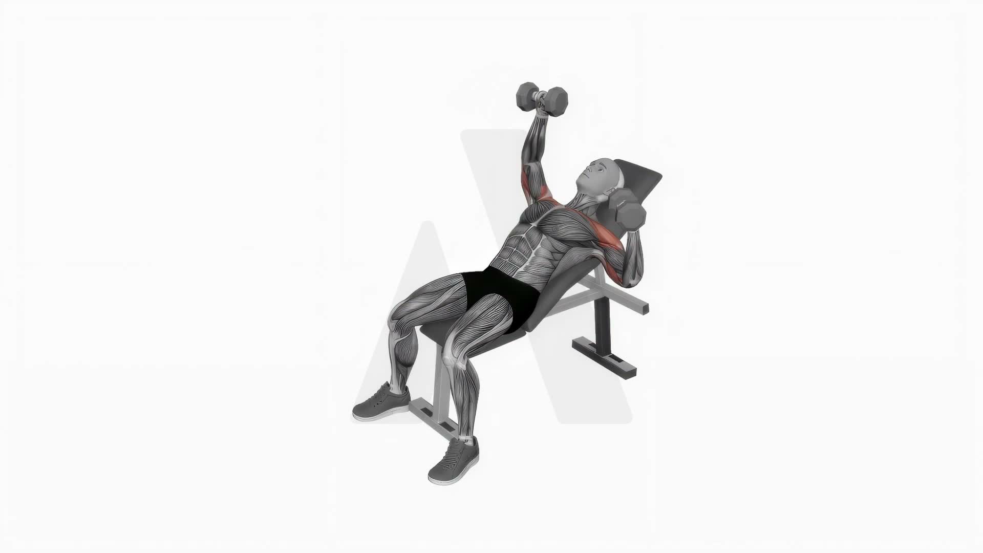 Dumbbell Incline Alternate Press exercise demonstration