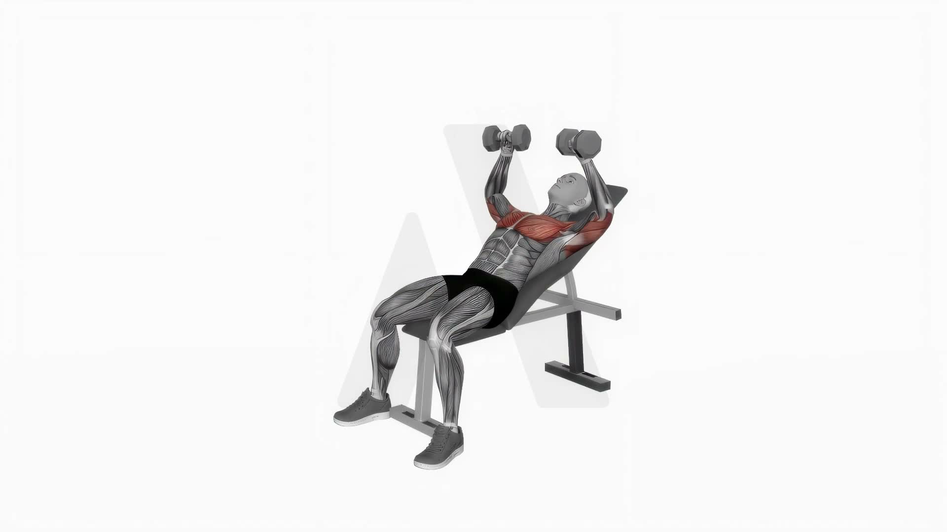 Incline Dumbbell Bench Press exercise demonstration
