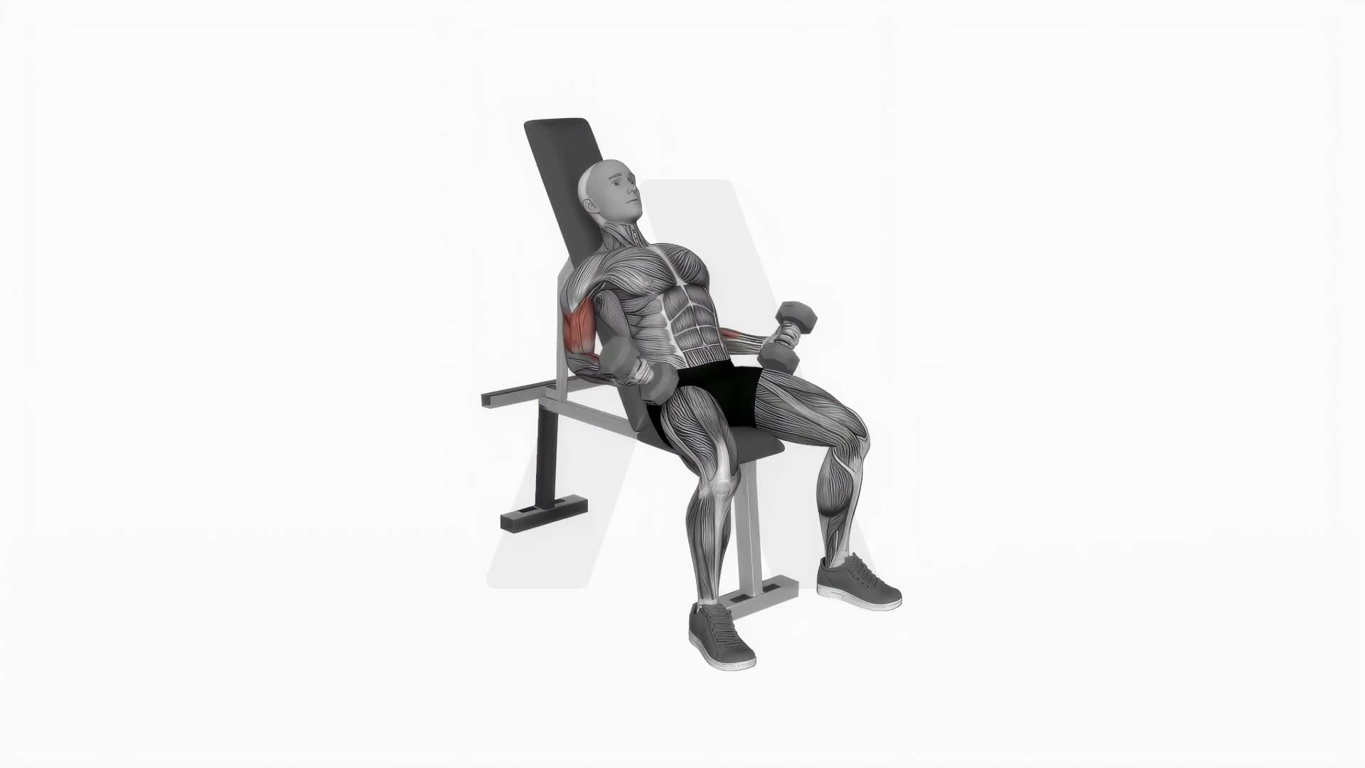 Dumbbell Incline Biceps Simultaneous Curl exercise demonstration