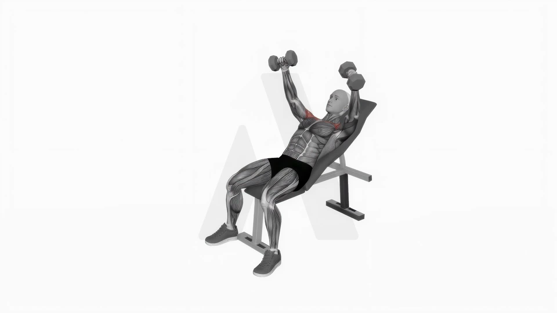 Dumbbell Incline Breeding exercise demonstration