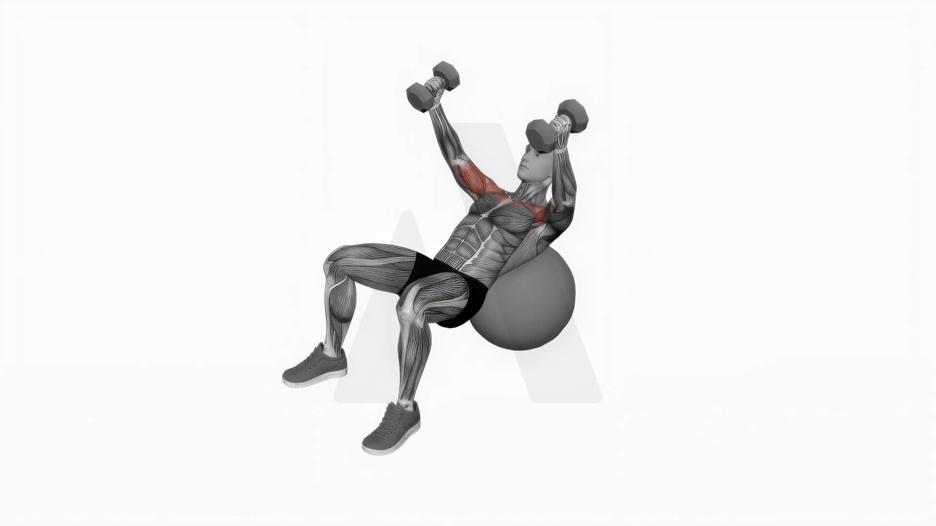 Dumbbell Incline Fly On Exercise Ball exercise demonstration