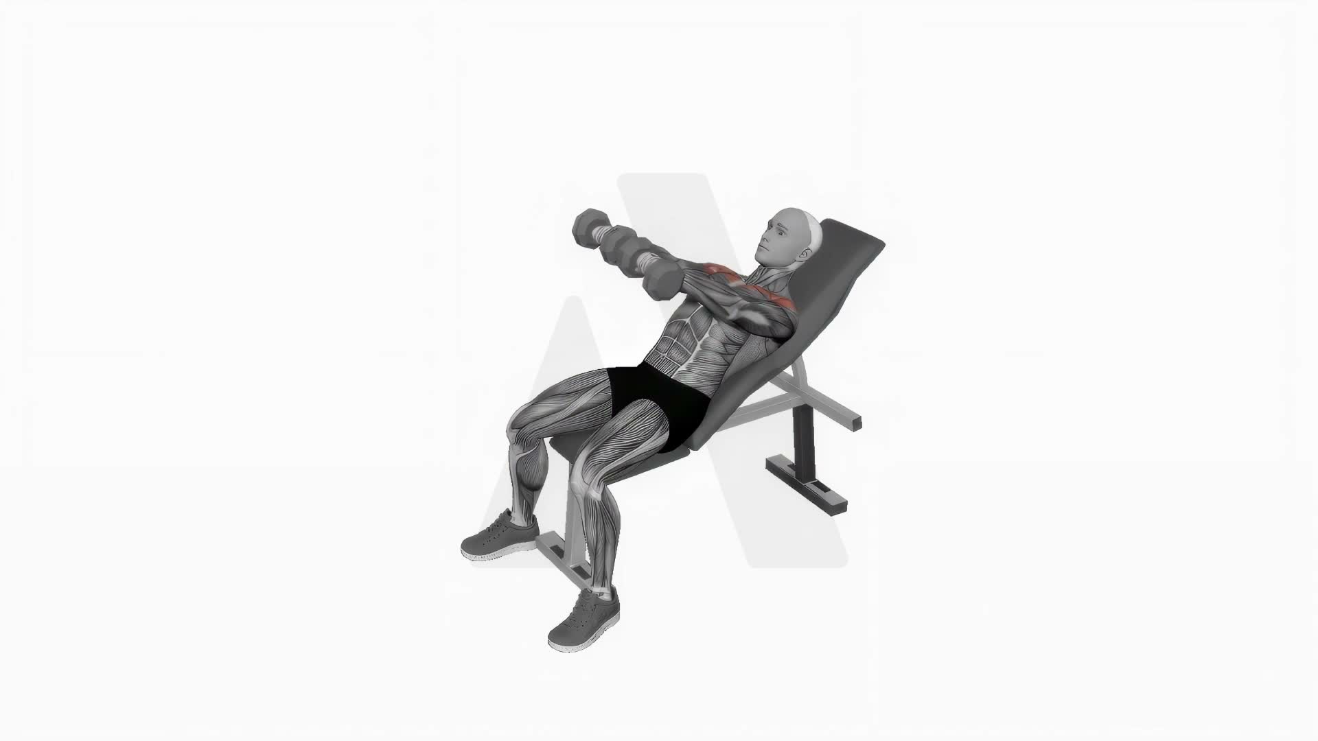 Dumbbell Incline Front Raise exercise demonstration