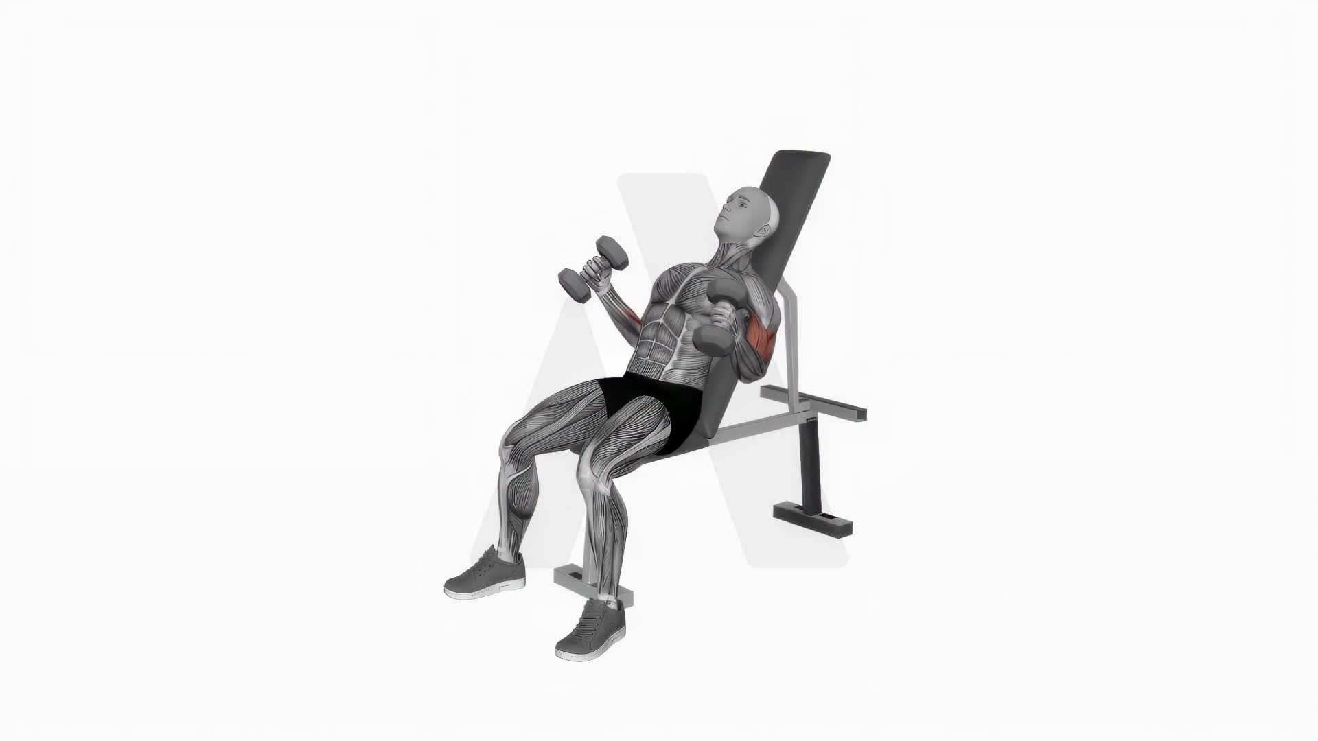 Dumbbell Incline Hammer Simultaneous Curl exercise demonstration