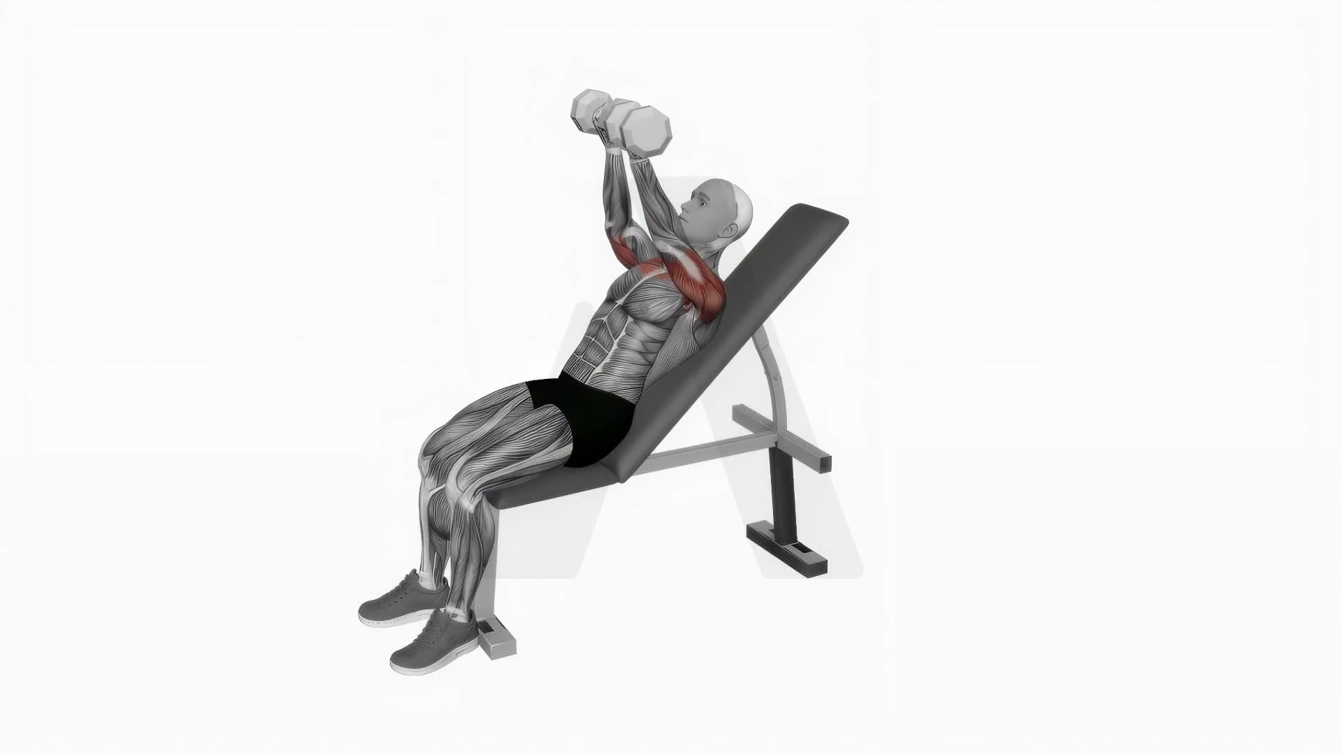 Dumbbell Incline Palms Back Press exercise demonstration