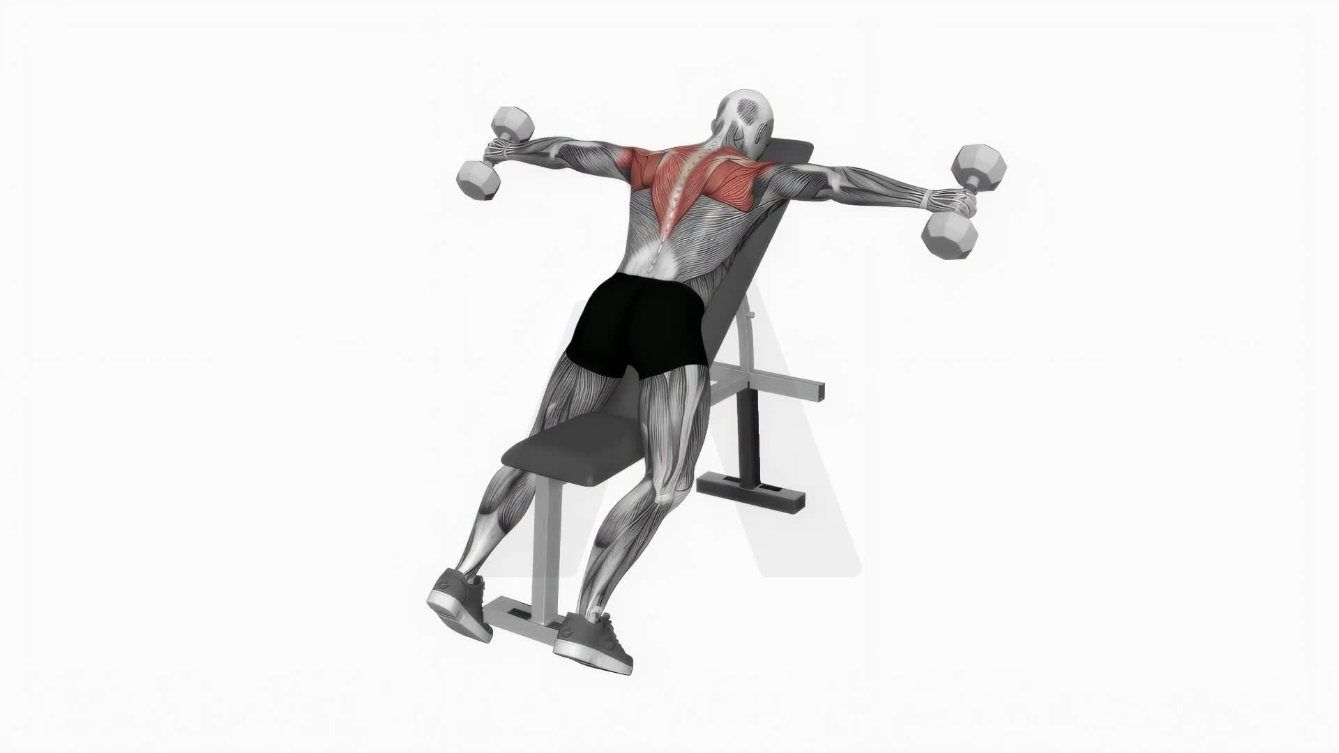 Dumbbell Incline Rear Lateral Raise exercise demonstration