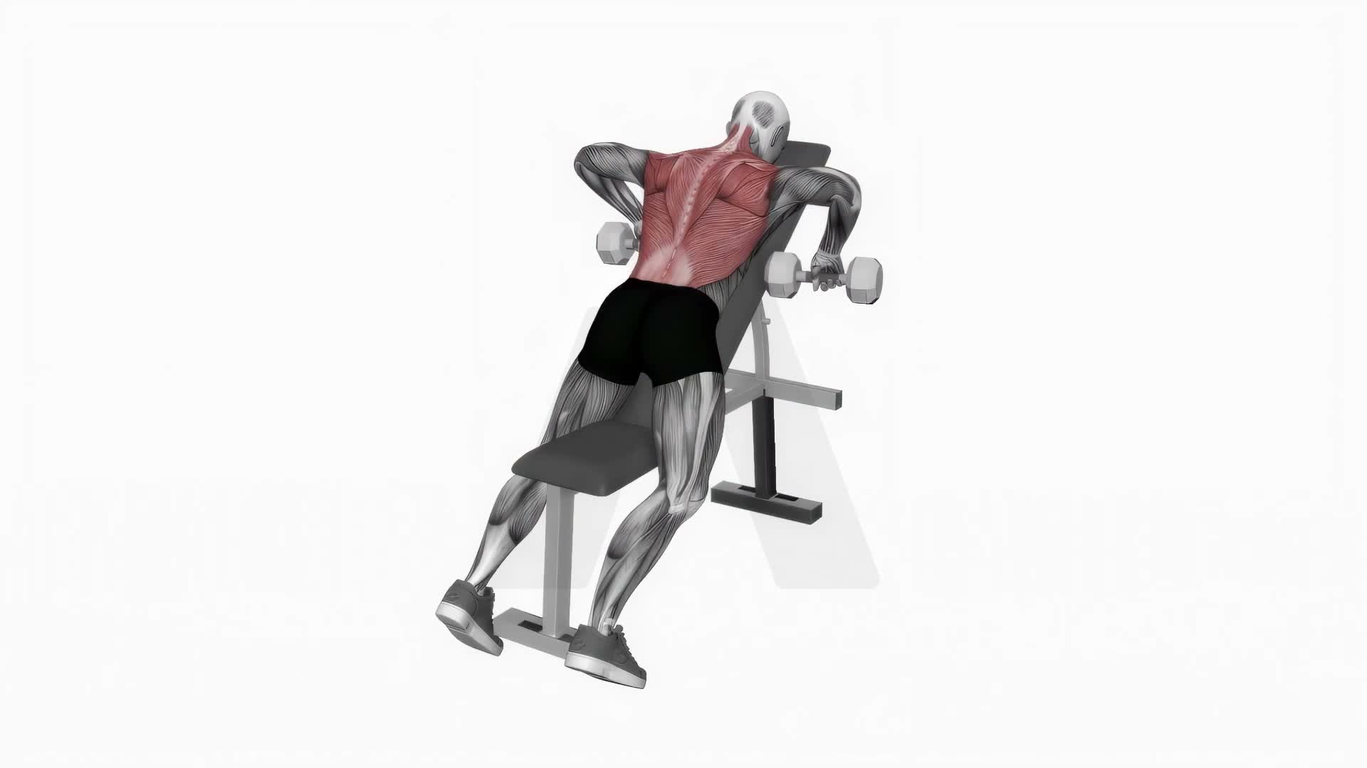 Dumbbell Incline Row exercise demonstration