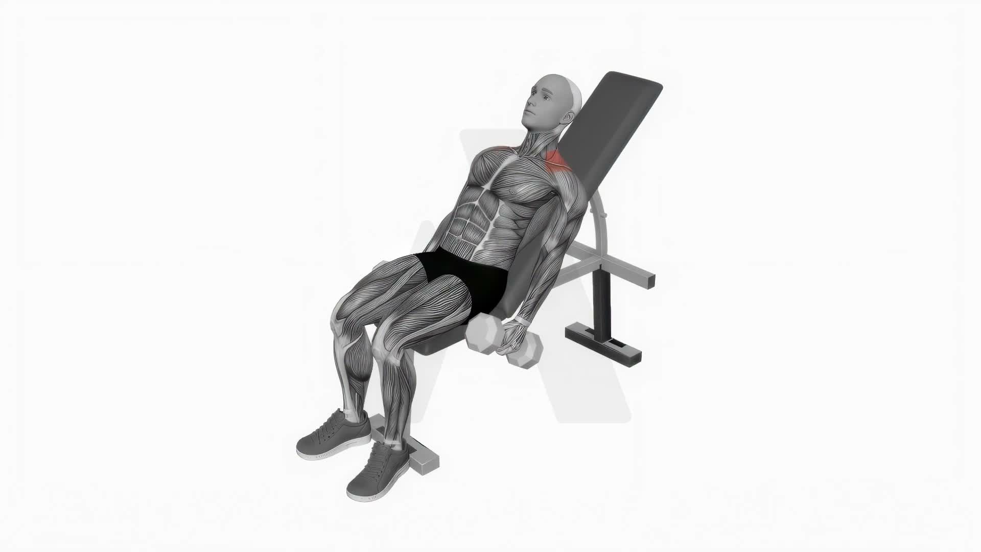 Dumbbell Incline Shrug exercise demonstration