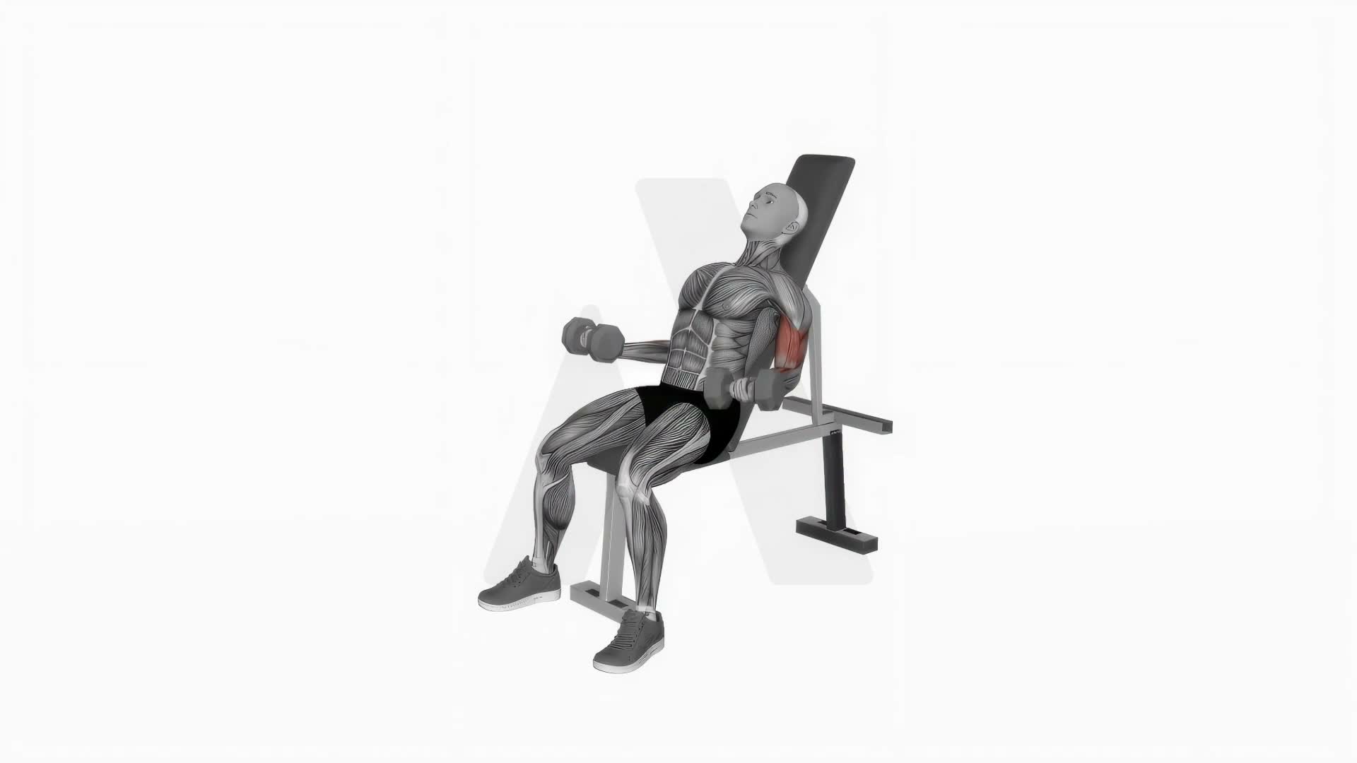 Dumbbell Incline Simultaneous Curl exercise demonstration