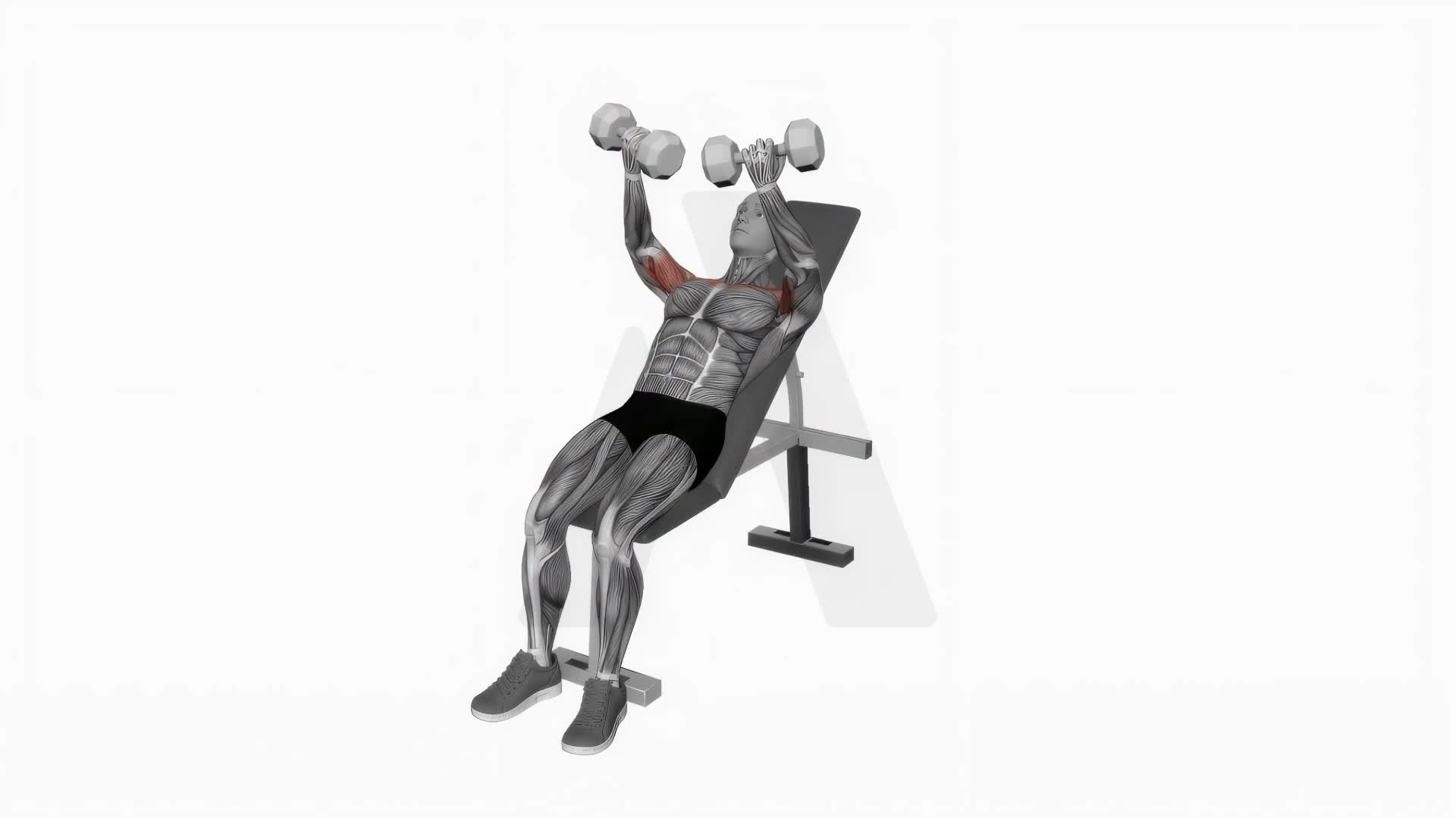 Dumbbell Incline Twisted Fly exercise demonstration