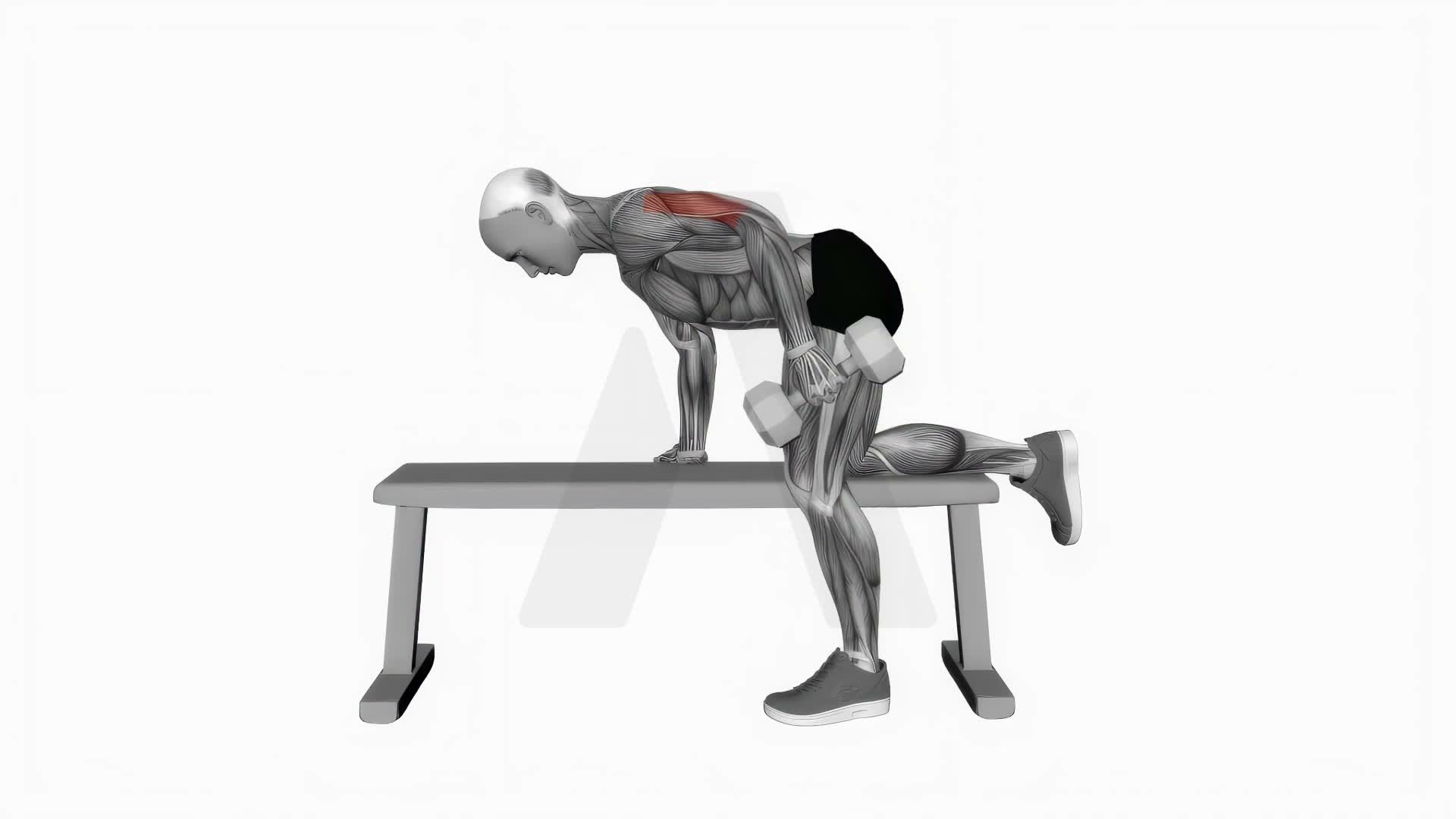 Dumbbell Tricep Kickback exercise demonstration