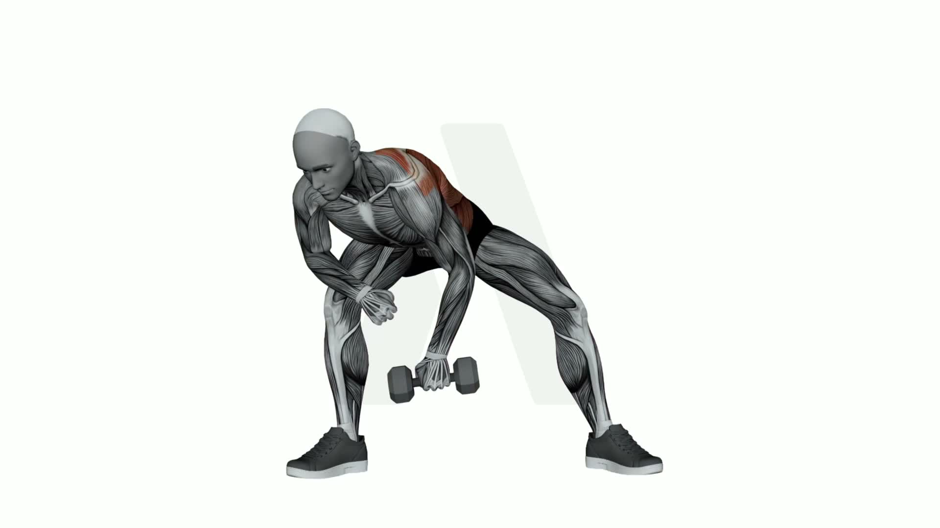 Dumbbell Knee Lawnmower Row exercise demonstration
