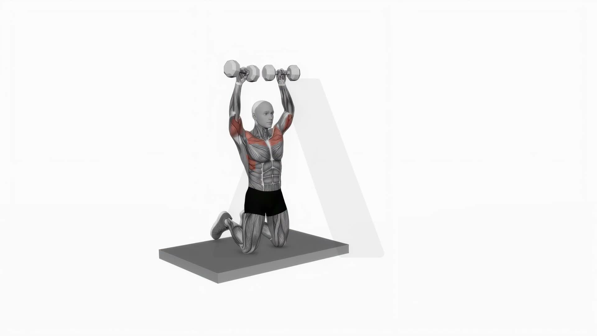 Dumbbell Kneeling Arnold Press exercise demonstration