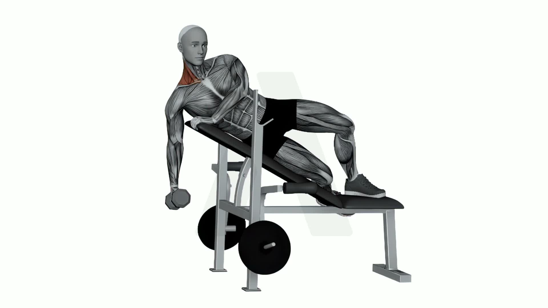 Dumbbell Laying 30 Degree Shrug exercise demonstration