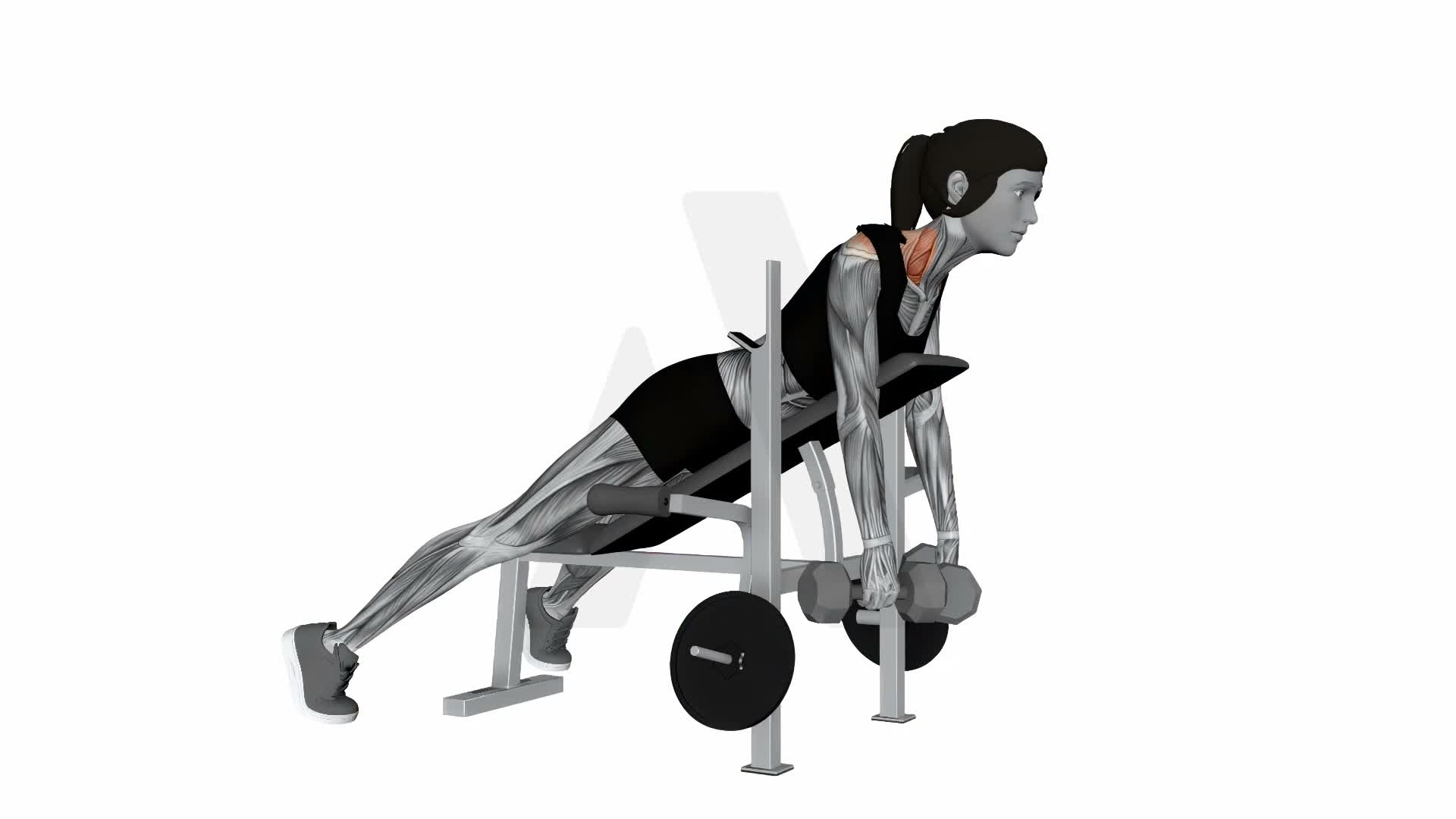 Dumbbell Laying Silverback Shrug exercise demonstration
