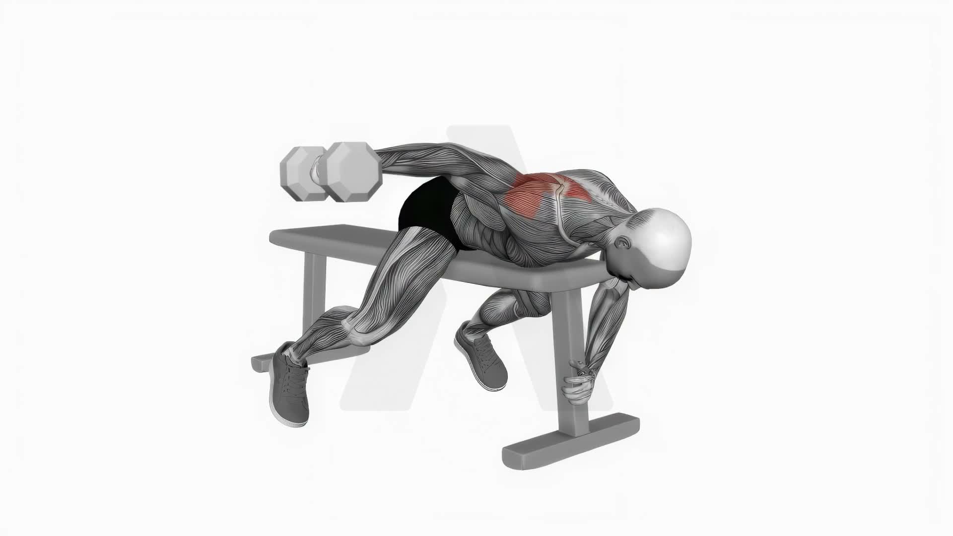 Dumbbell Lying One Arm Rear Lateral Raise exercise demonstration