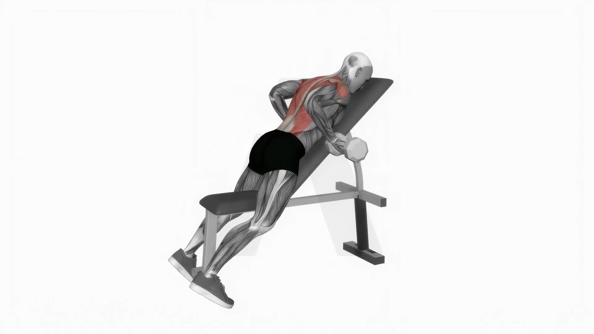 Dumbbell Lying Rear Delt Row exercise demonstration