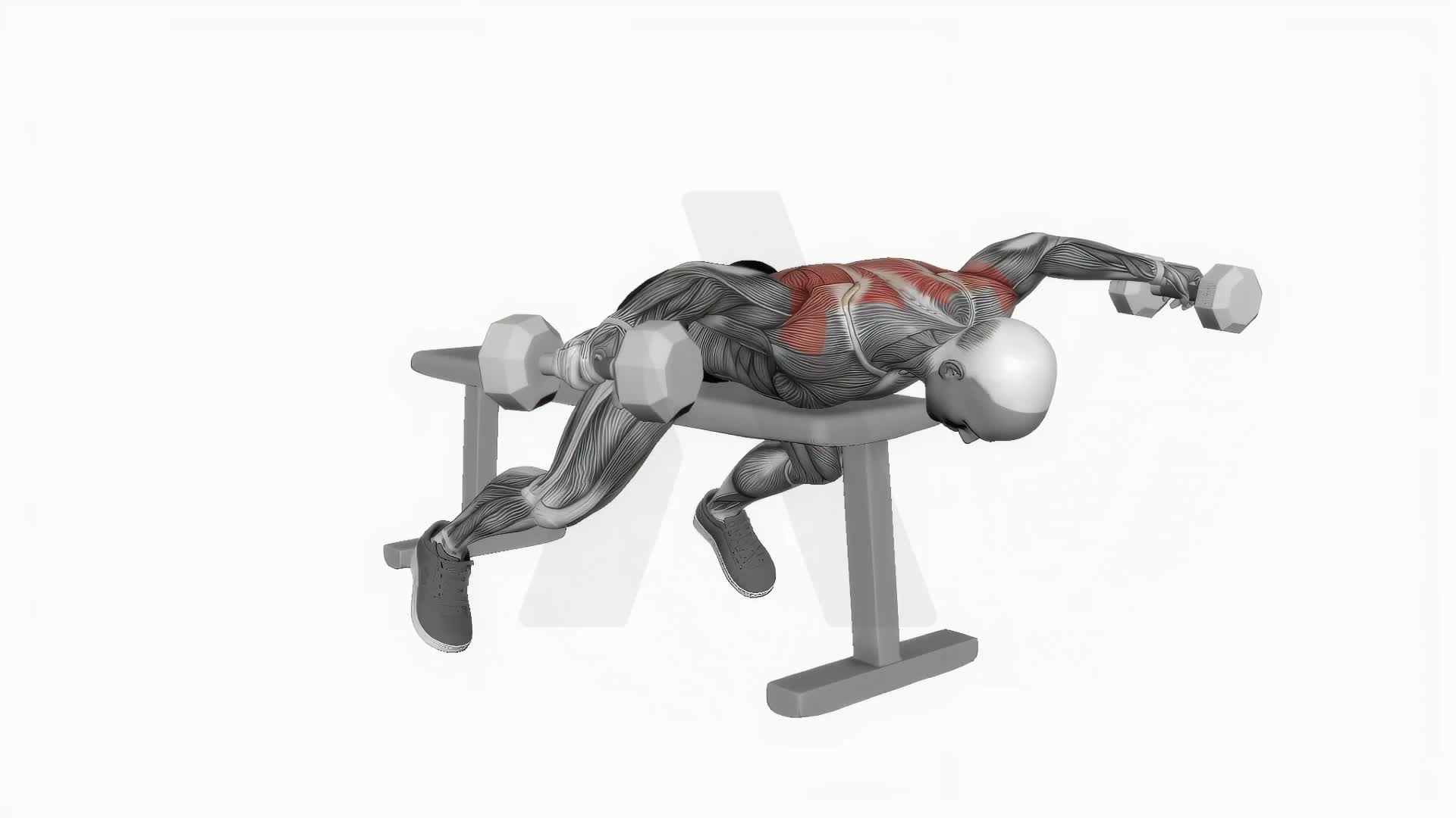Dumbbell Lying Rear Lateral Raise exercise demonstration