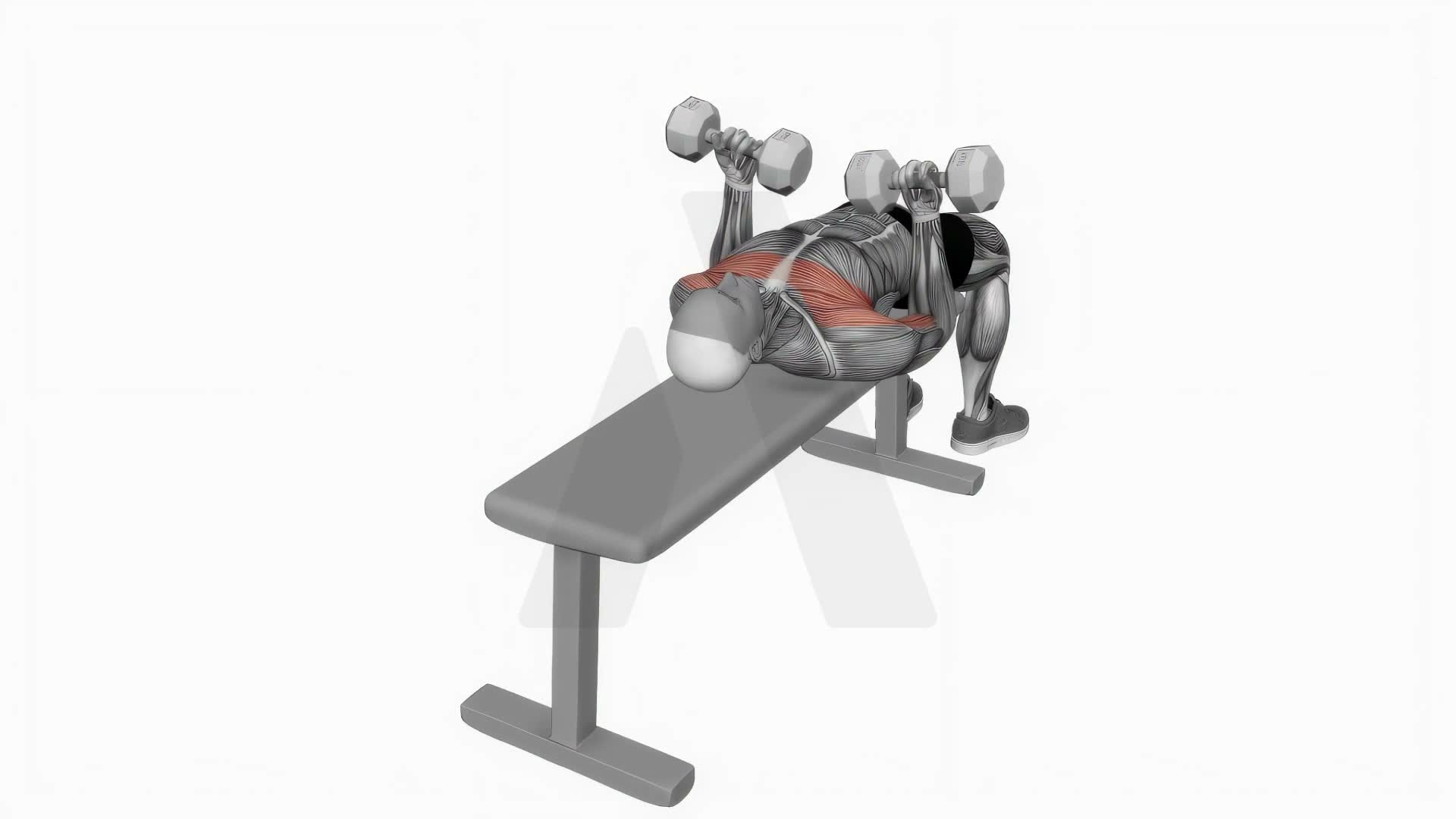 Dumbbell Lying Supine Curl exercise demonstration