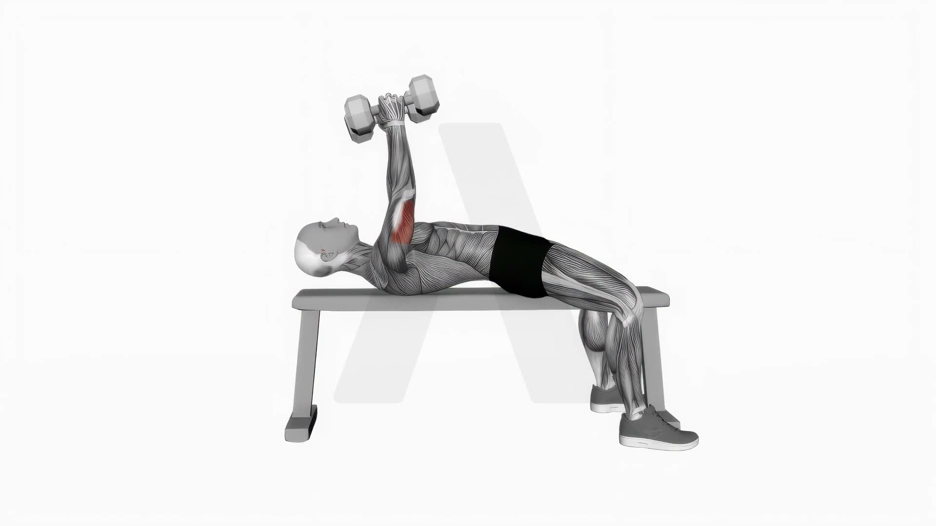 Dumbbell Lying Triceps Extension exercise demonstration