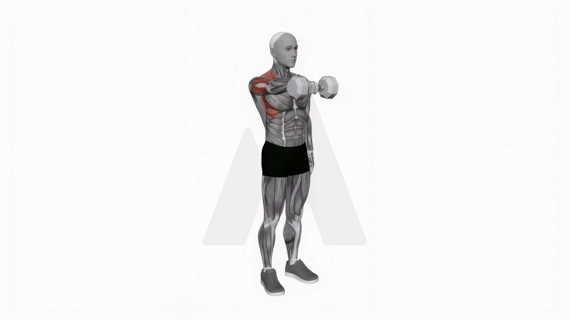 Dumbbell One Arm Front Raise exercise demonstration