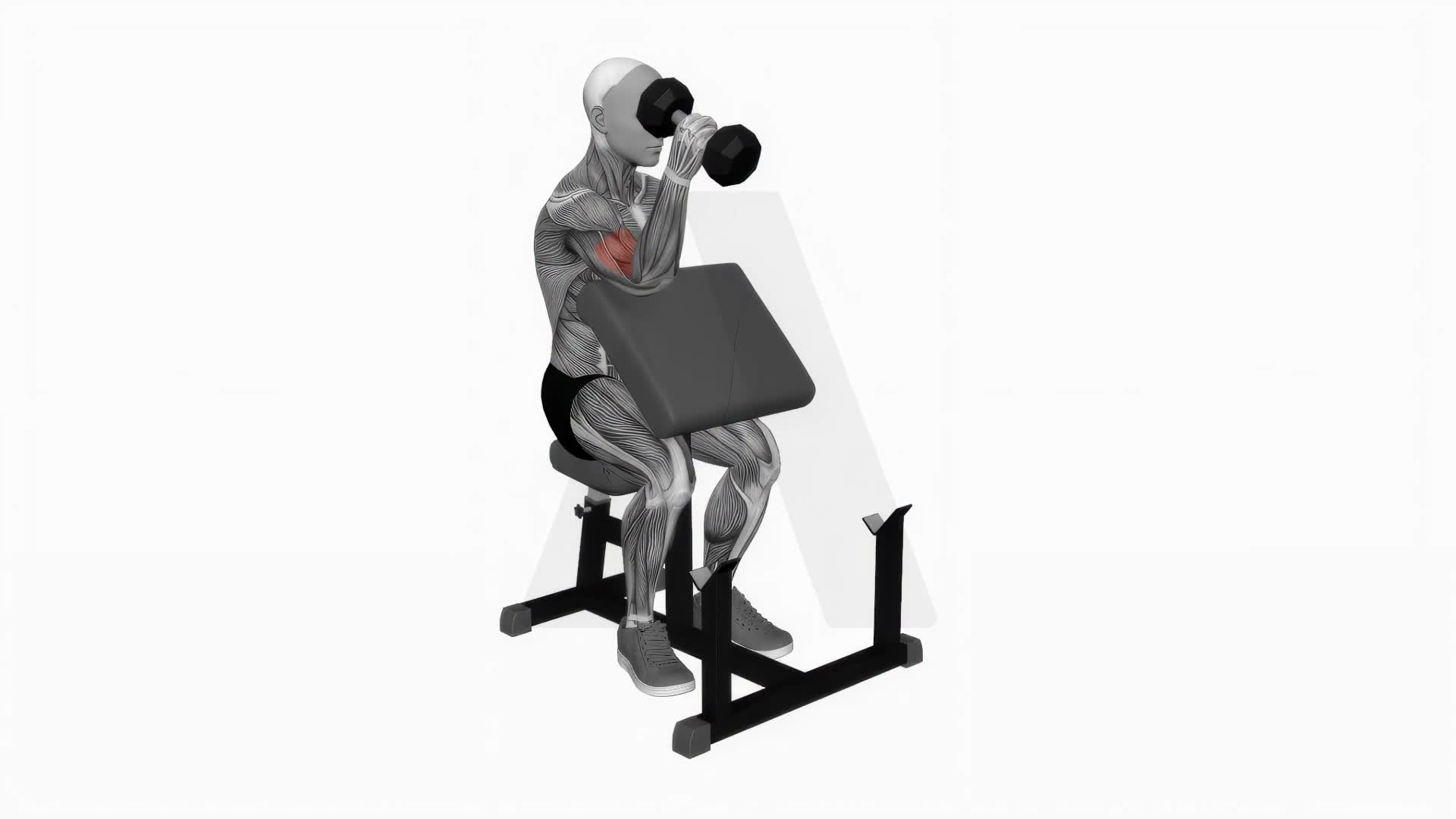 Dumbbell One Arm Hammer Preacher Curl exercise demonstration