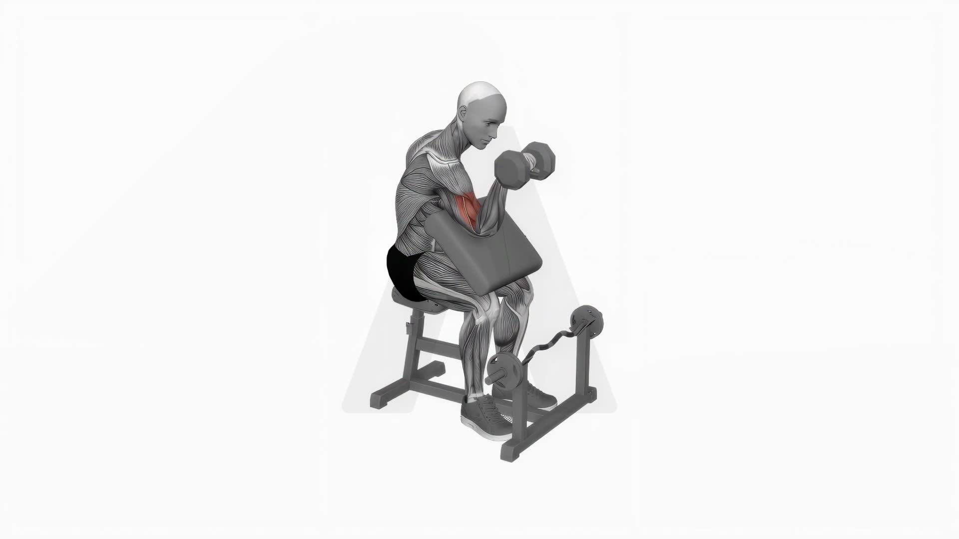 Dumbbell One Arm Reverse Preacher Curl exercise demonstration