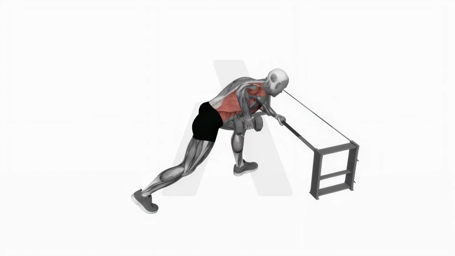 Dumbbell One Arm Row (Rack Support) exercise demonstration