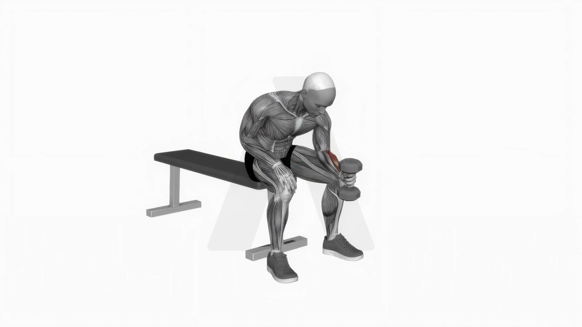 Dumbbell One Arm Seated Neutral Wrist Curl exercise demonstration