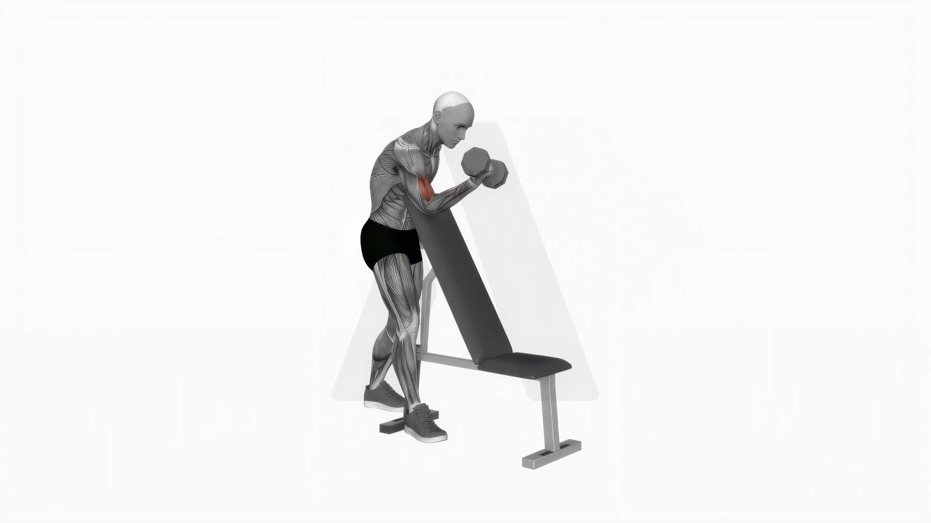 Dumbbell One Arm Zottman Preacher Curl exercise demonstration